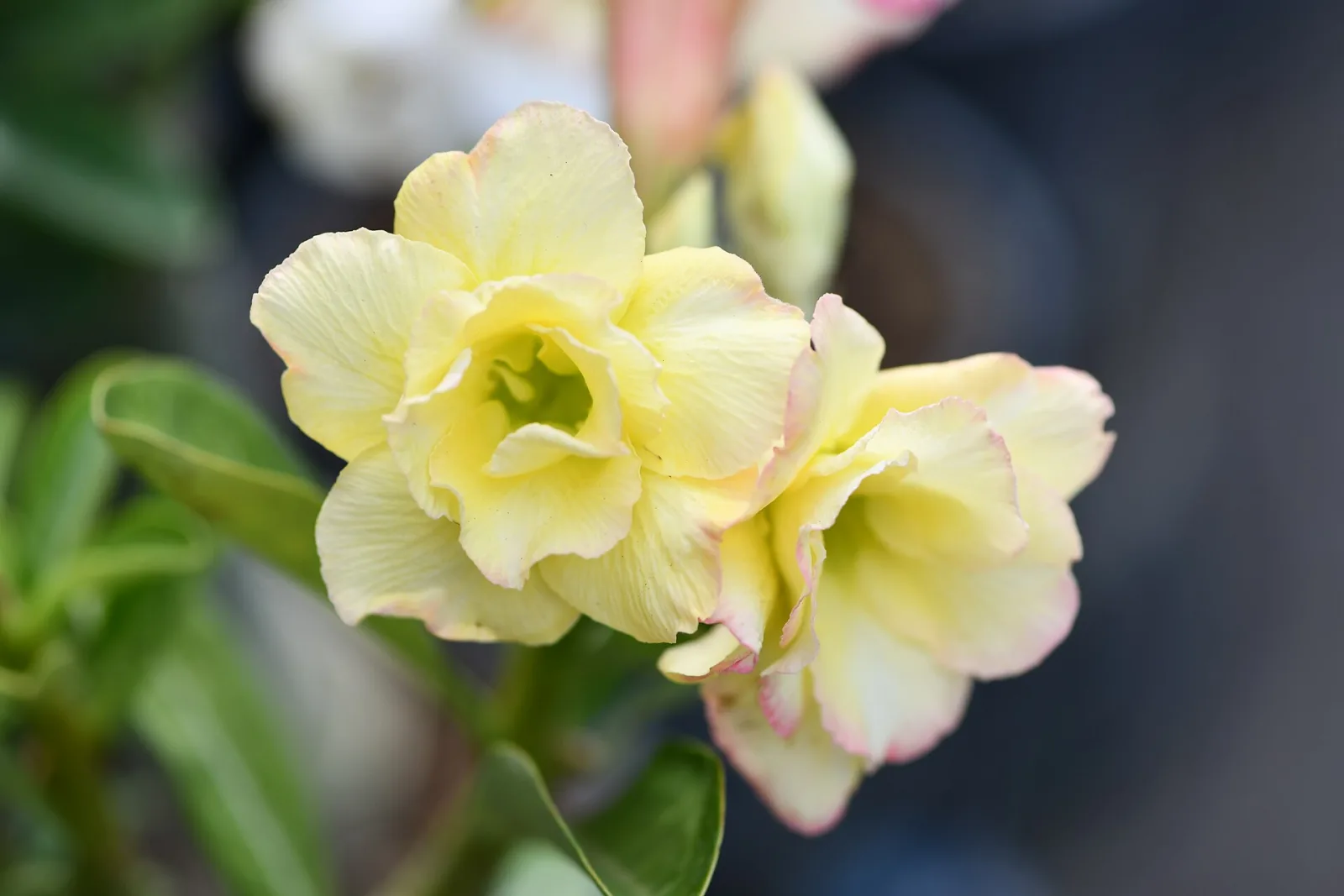 Adenium obesum Siam Vanilla