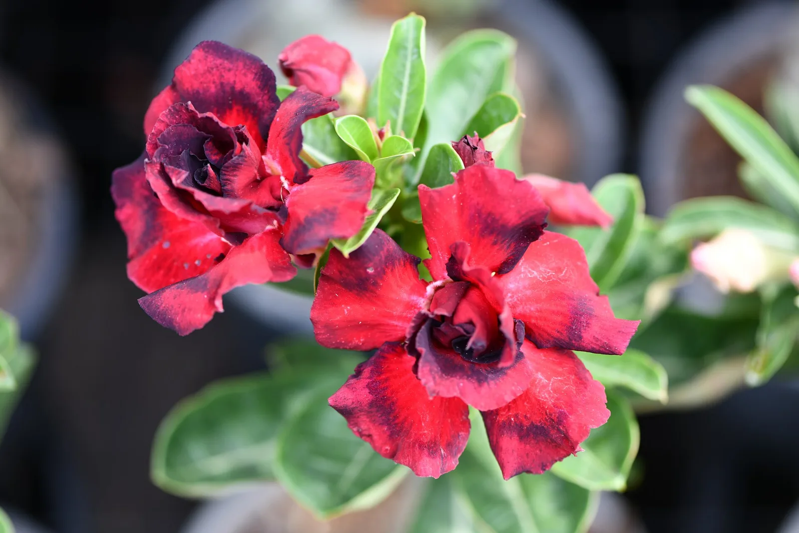Adenium obesum Double Maroon King