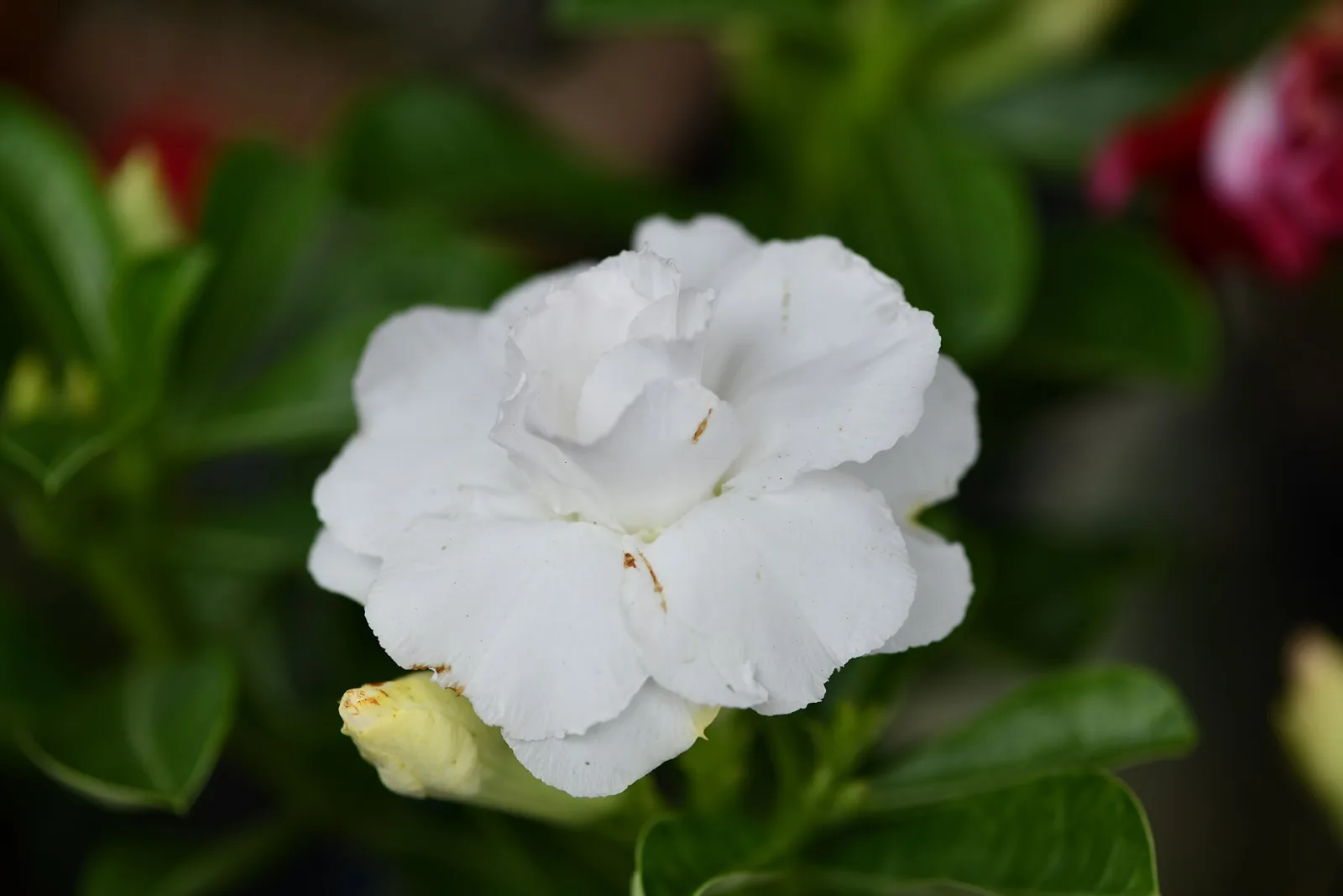 Adenium obesum Bonanza