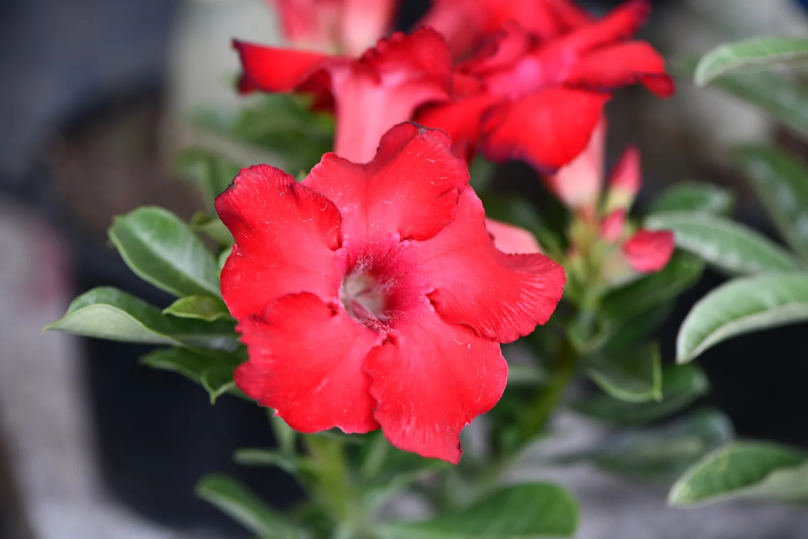 Adenium obesum Red Moonlight