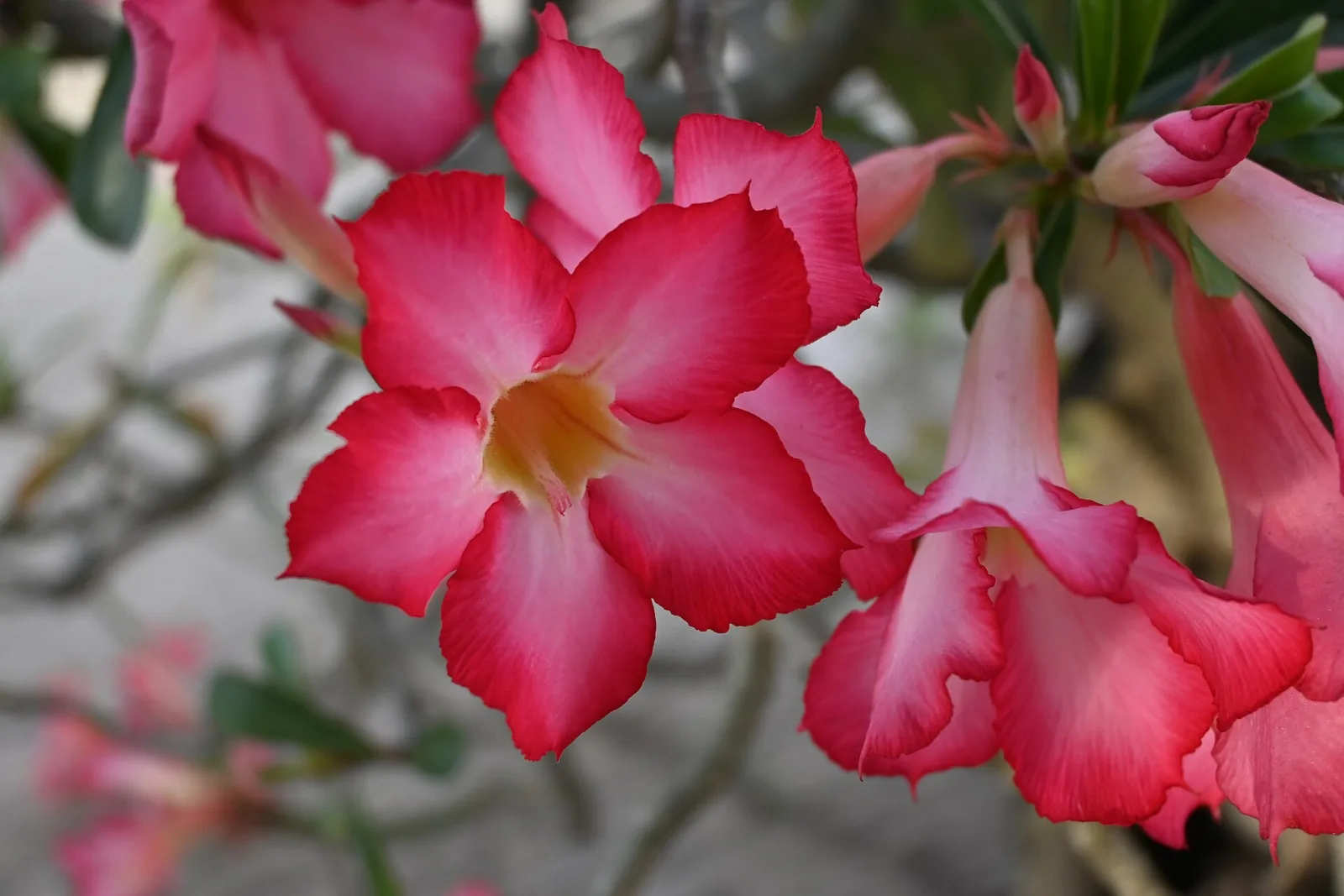 Adenium obesum Dance of Butterfly