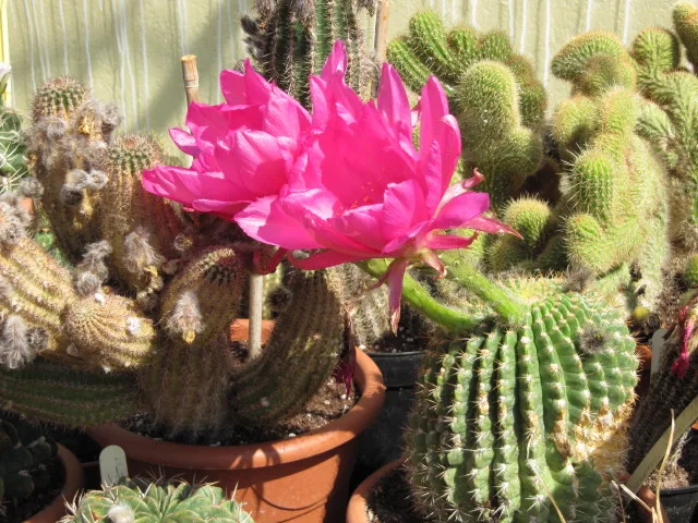 Echinopsis species (pink)