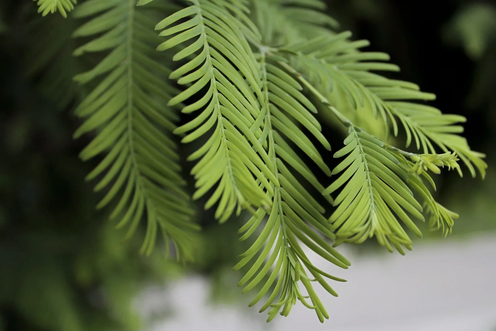 Metasequoia glyptostroboides