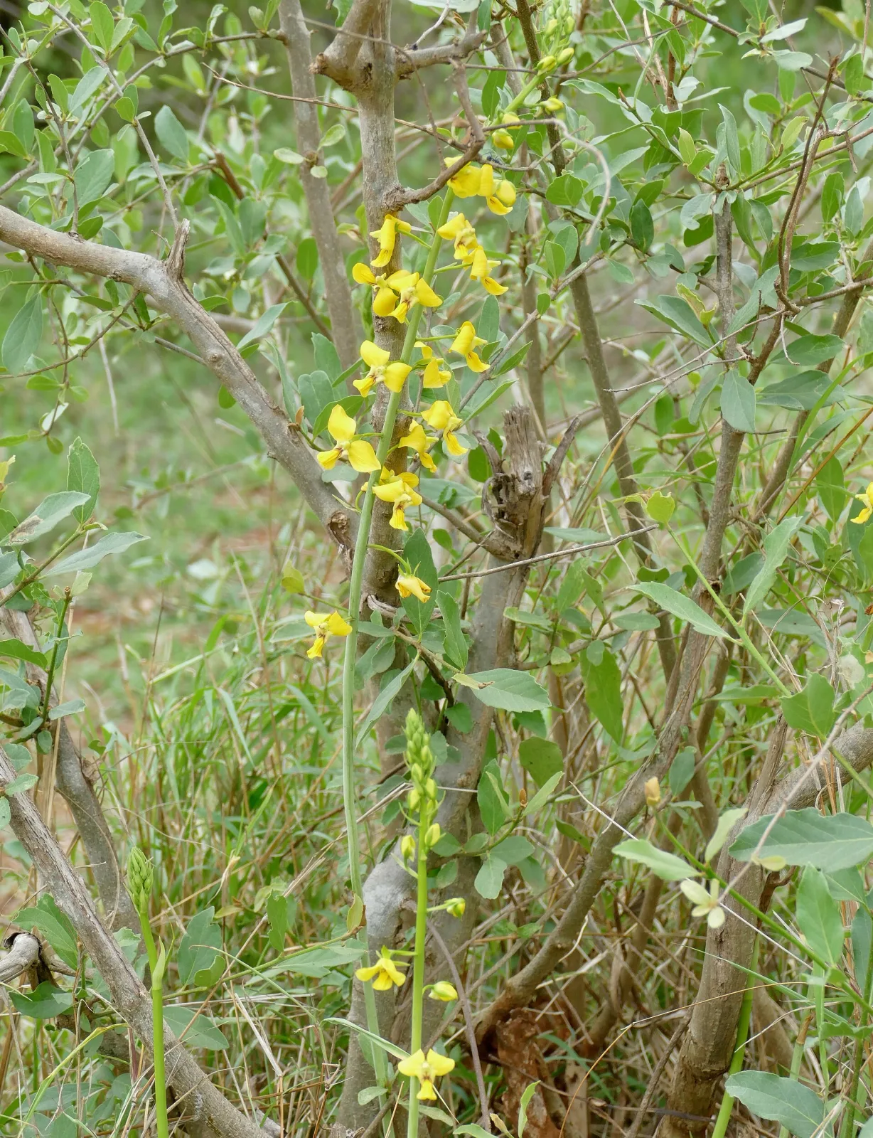Eulophia speciosa