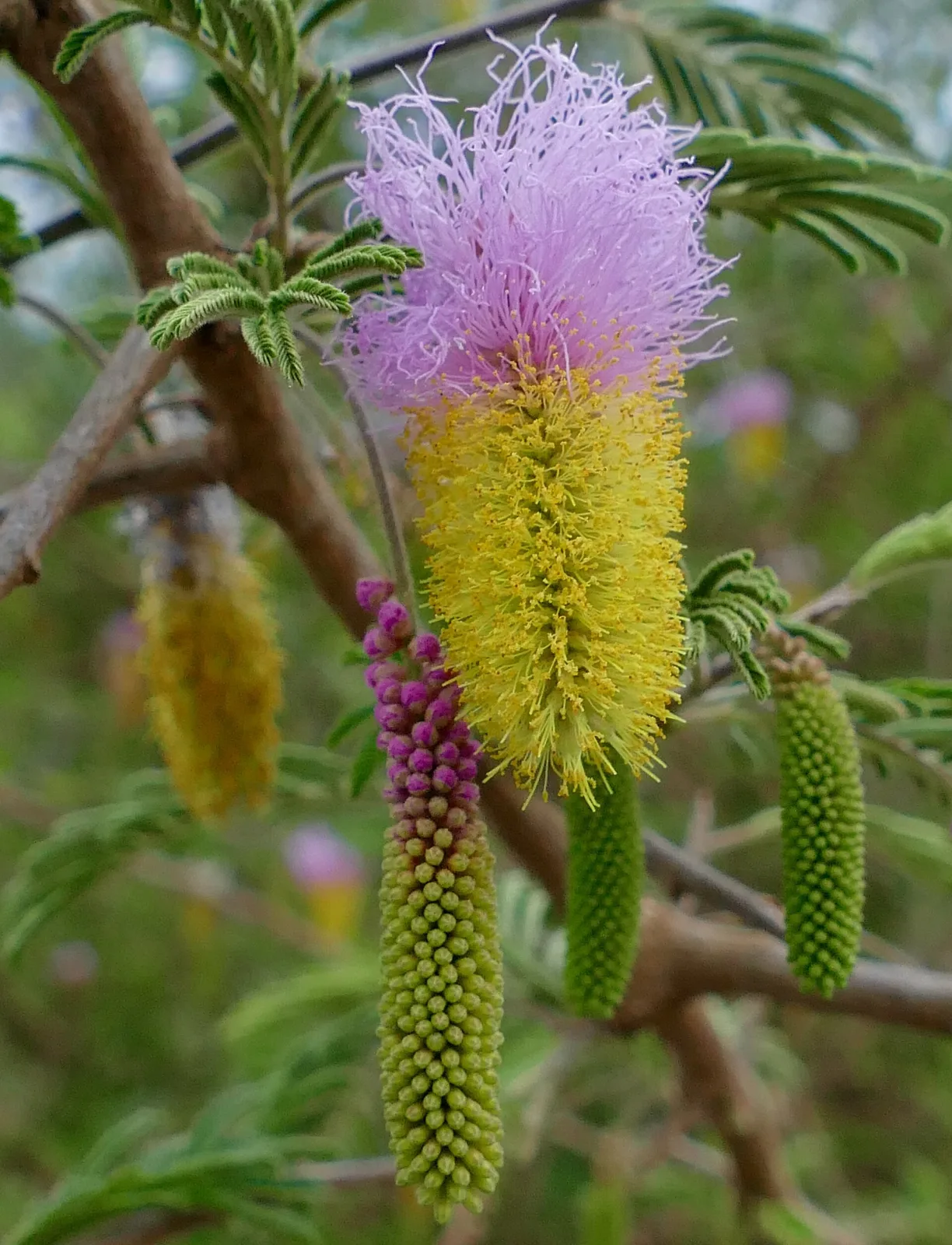 Dichrostachys cinerea