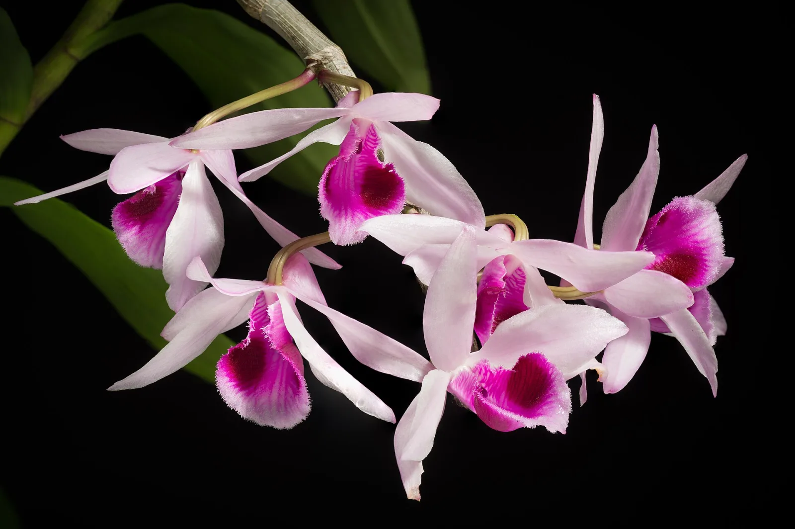 Dendrobium macranthum