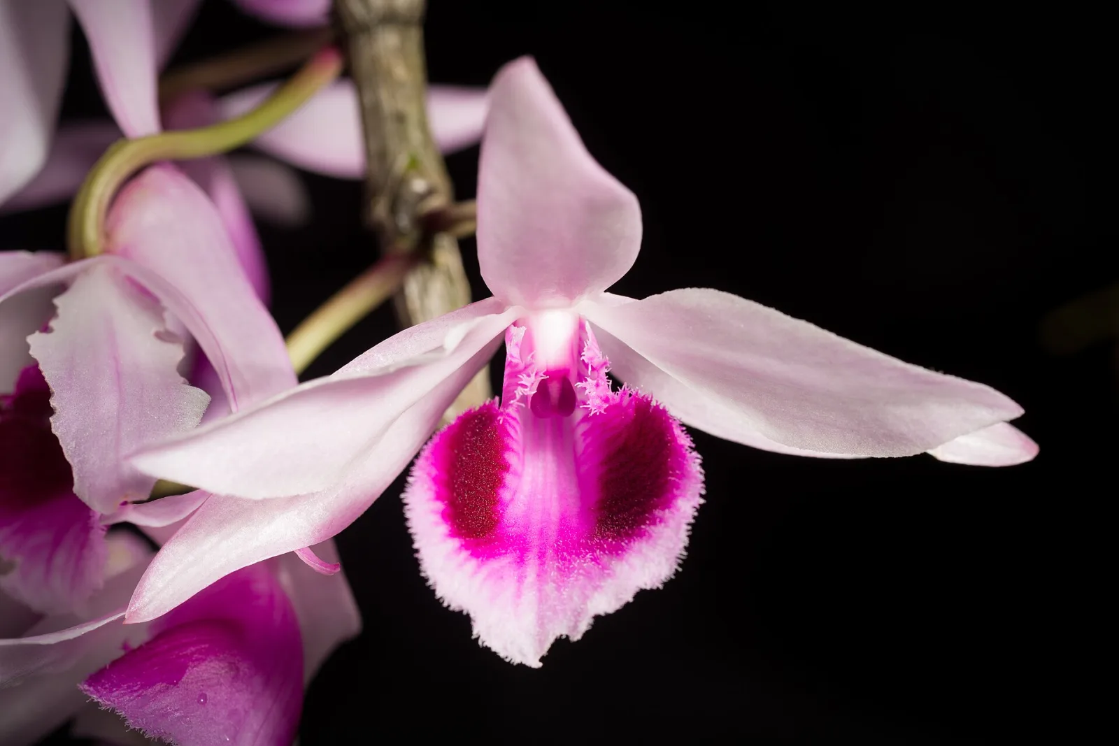 Dendrobium macranthum