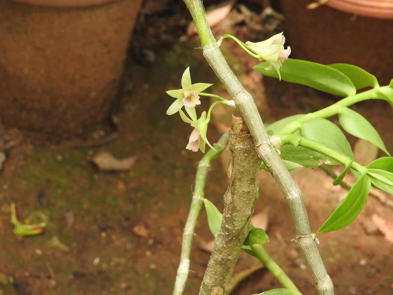 Dendrobium heterocarpum