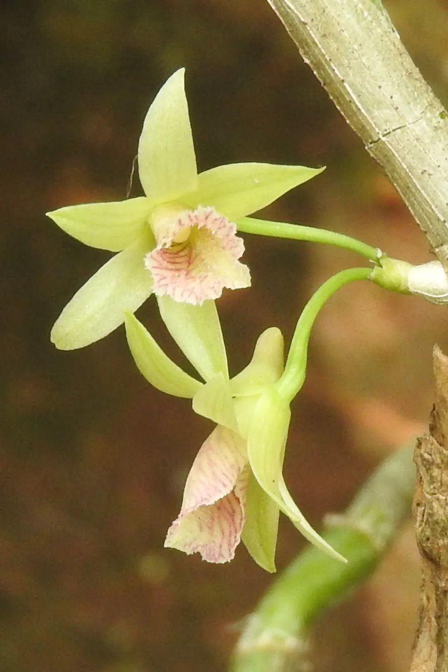 Dendrobium heterocarpum