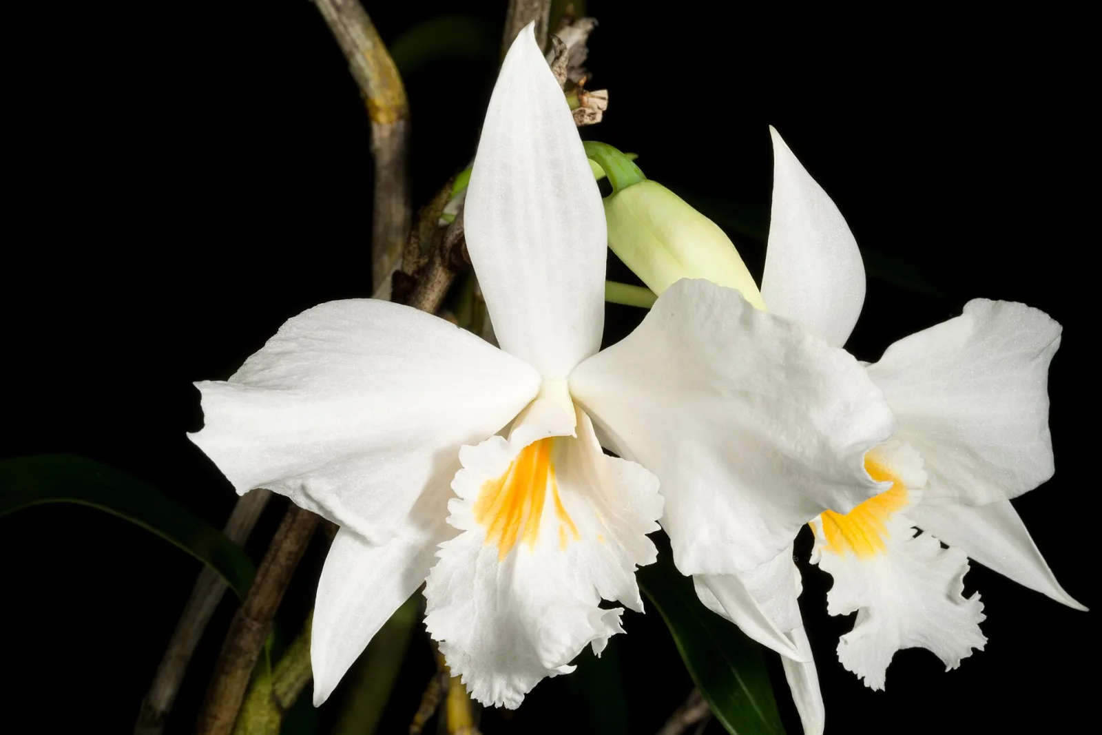 Dendrobium infundibulum