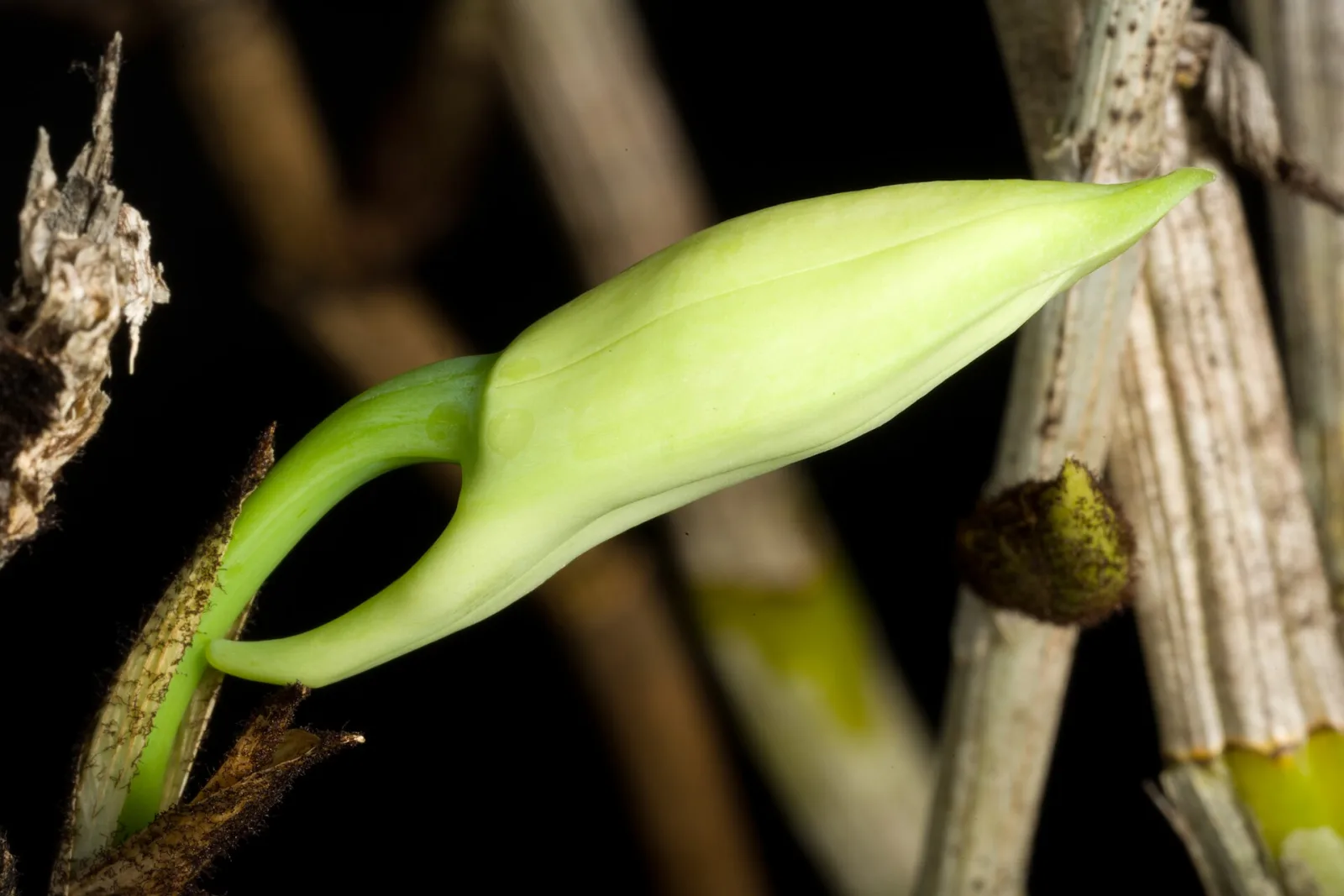 Dendrobium infundibulum