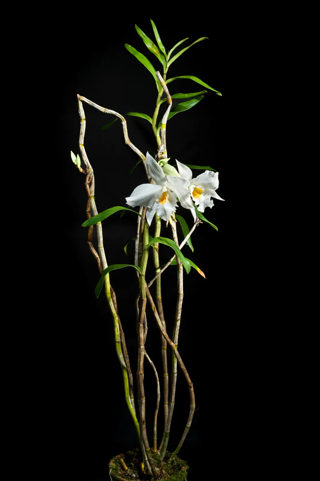 Dendrobium infundibulum