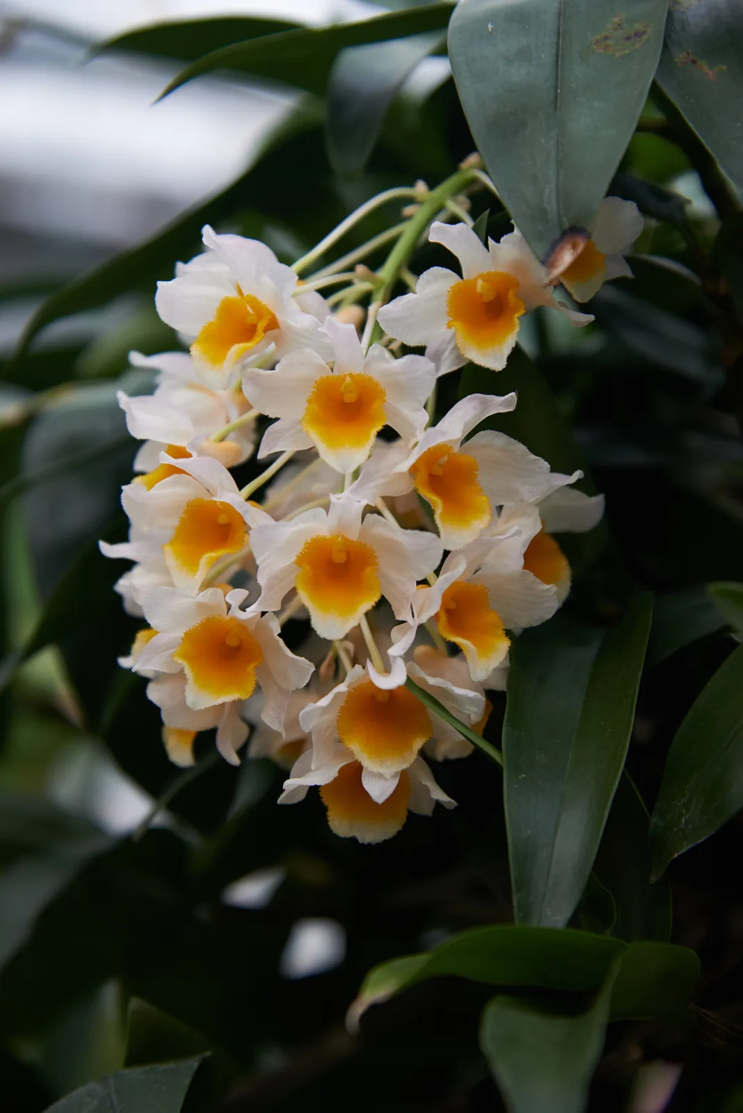 Dendrobium thyrsiflorum