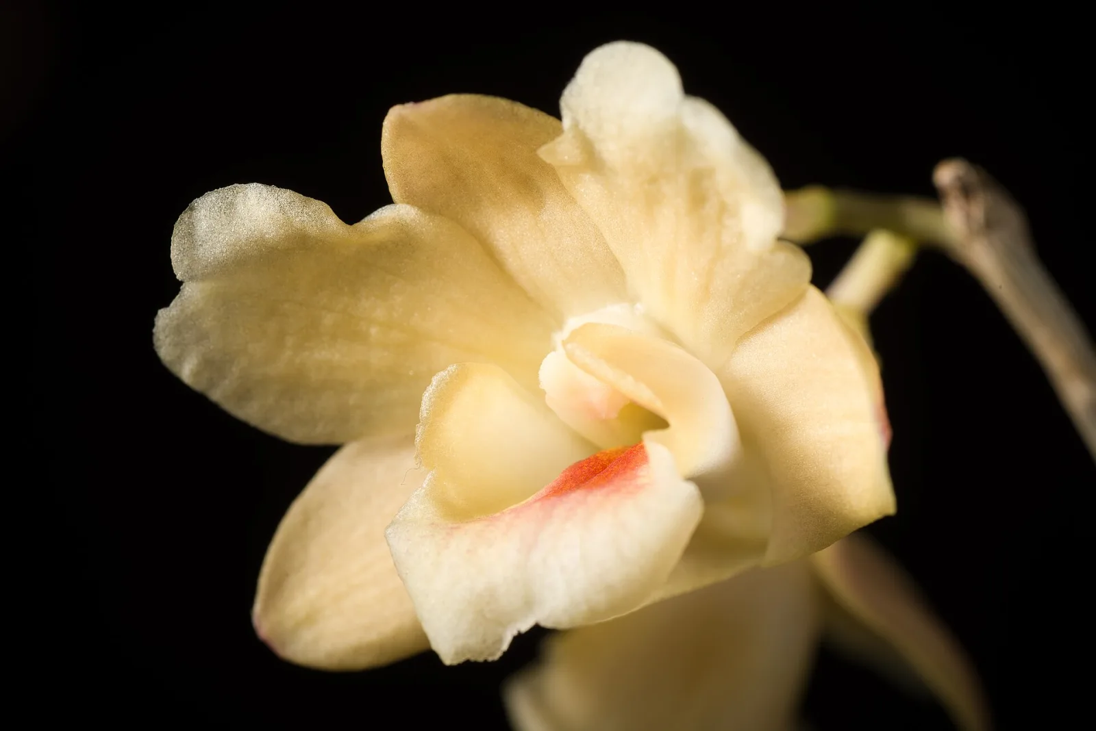 Dendrobium lampongense