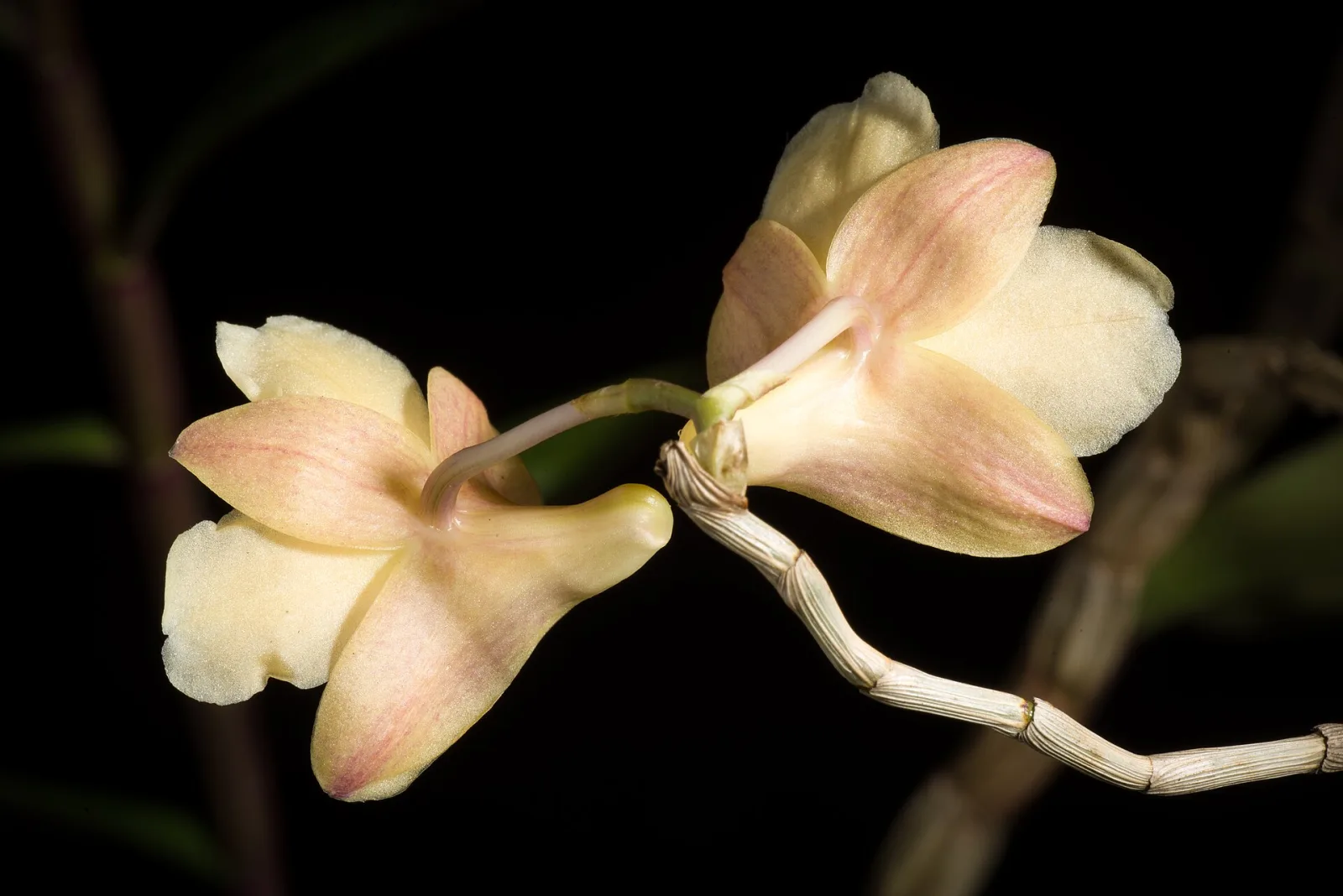 Dendrobium lampongense