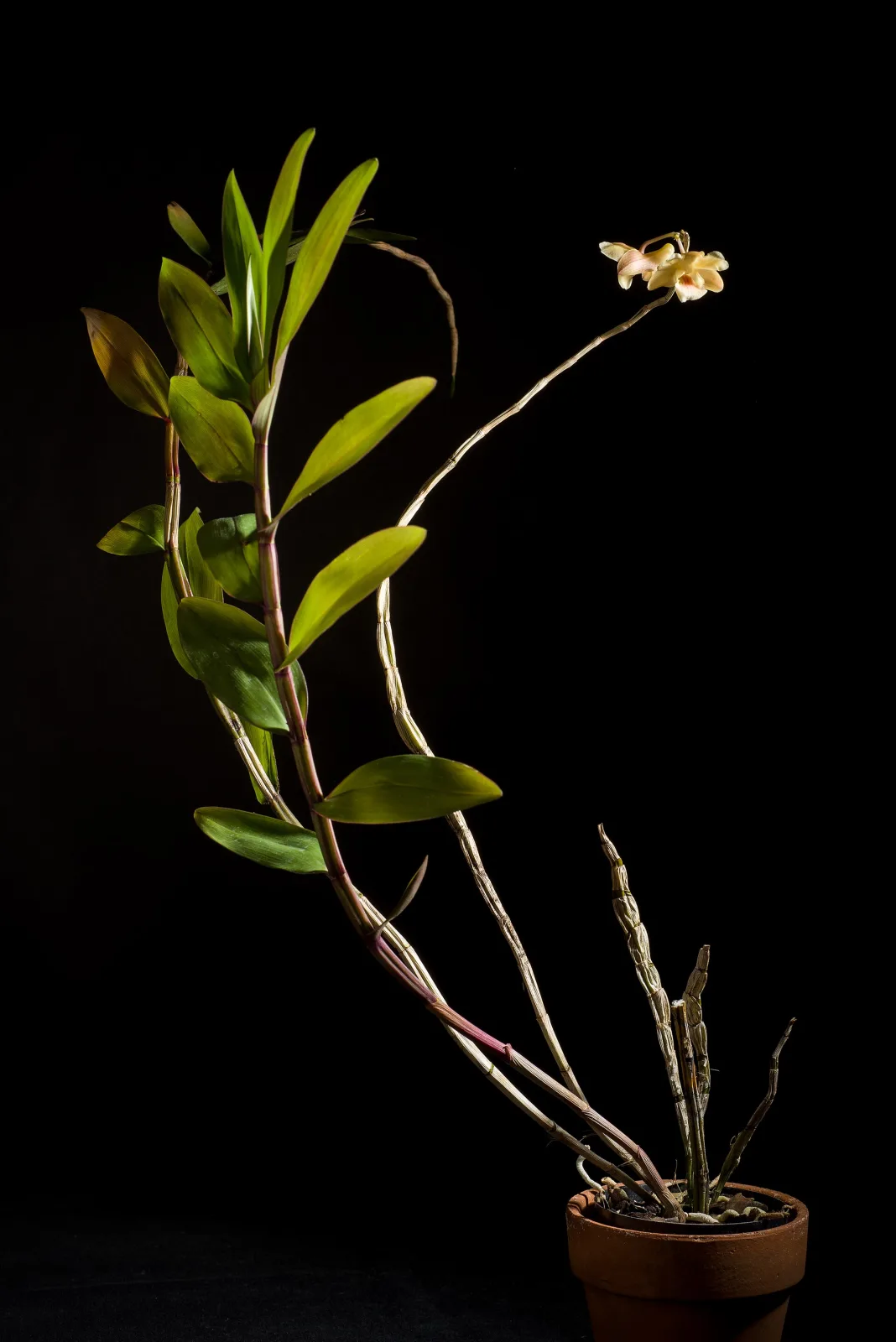Dendrobium lampongense