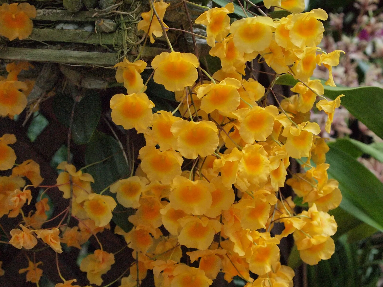 Dendrobium lindleyi