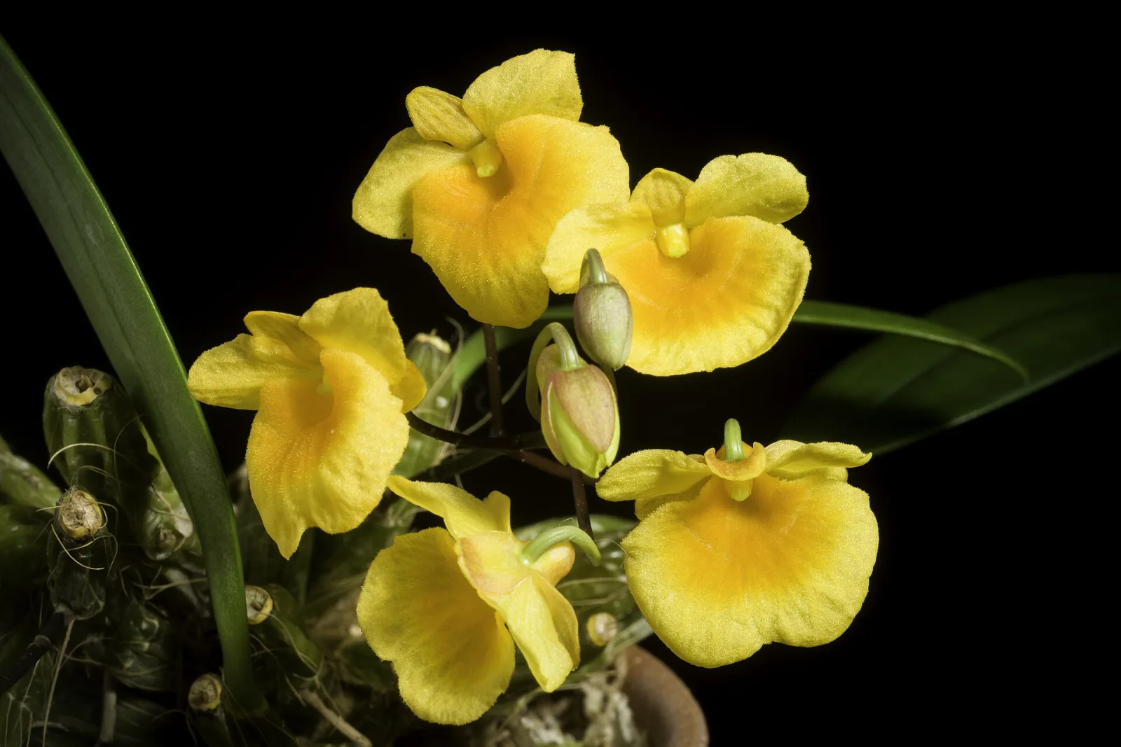 Dendrobium lindleyi