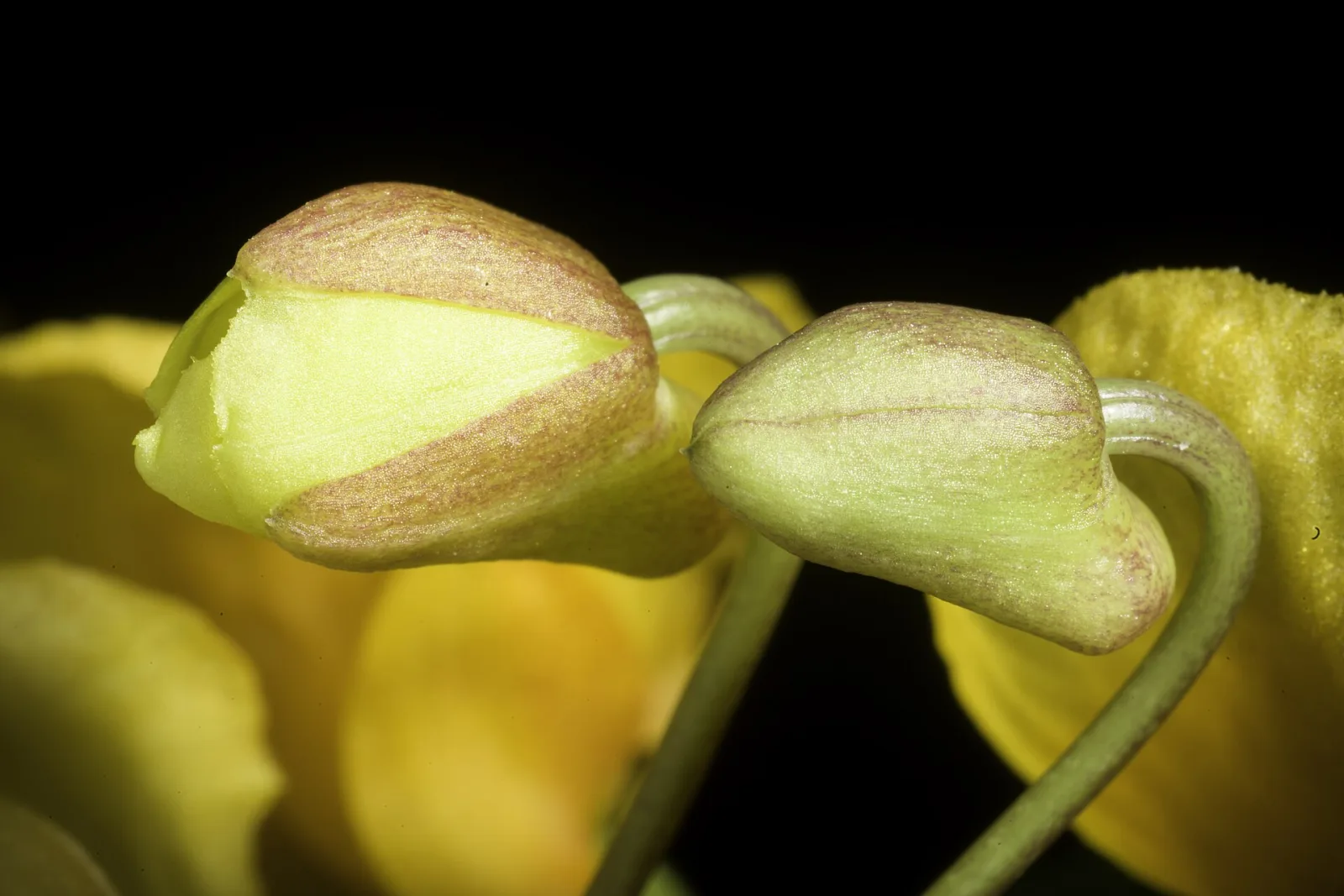 Dendrobium lindleyi