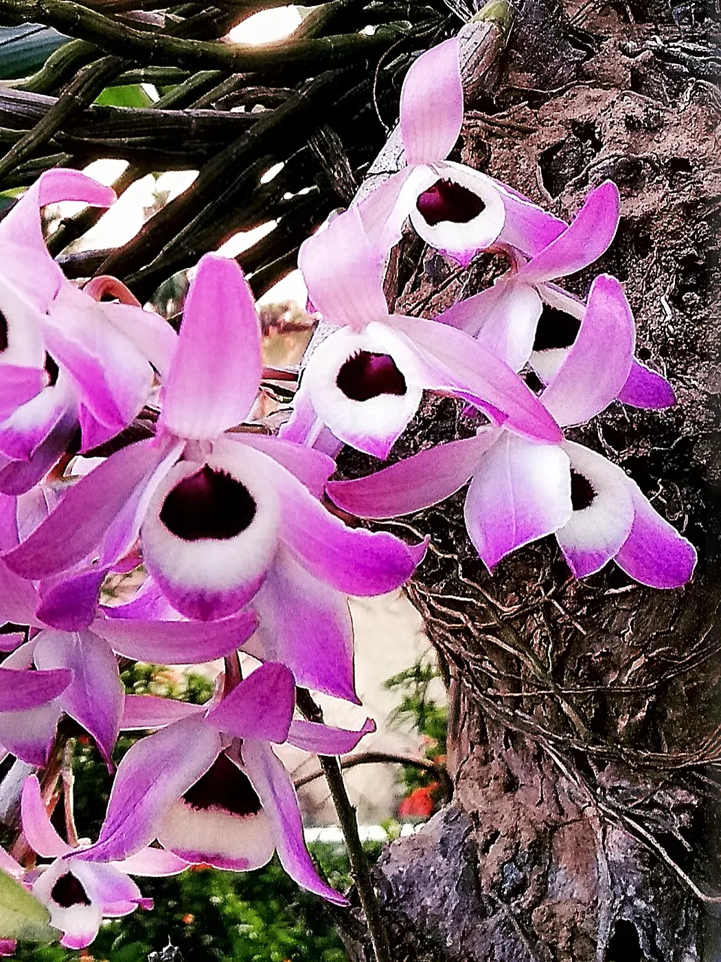 Dendrobium lituiflorum