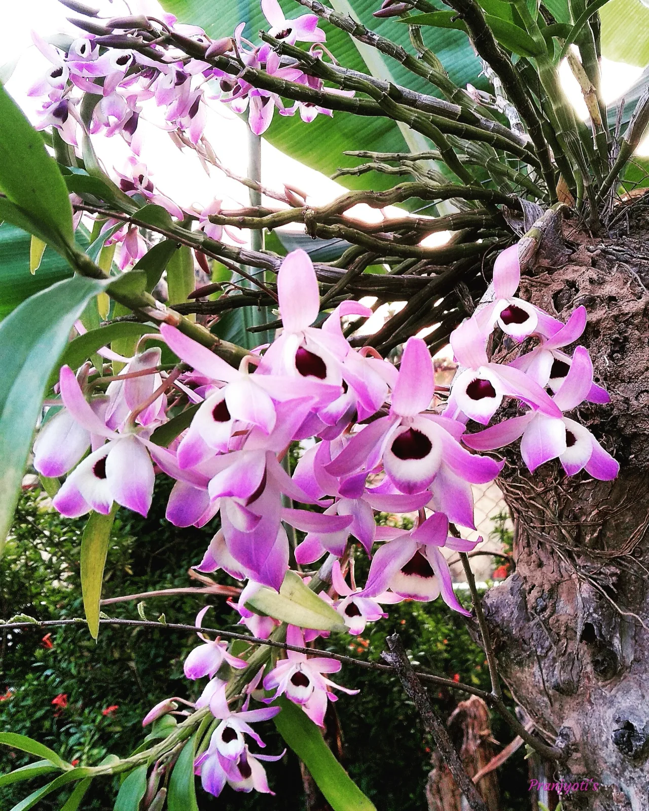 Dendrobium lituiflorum