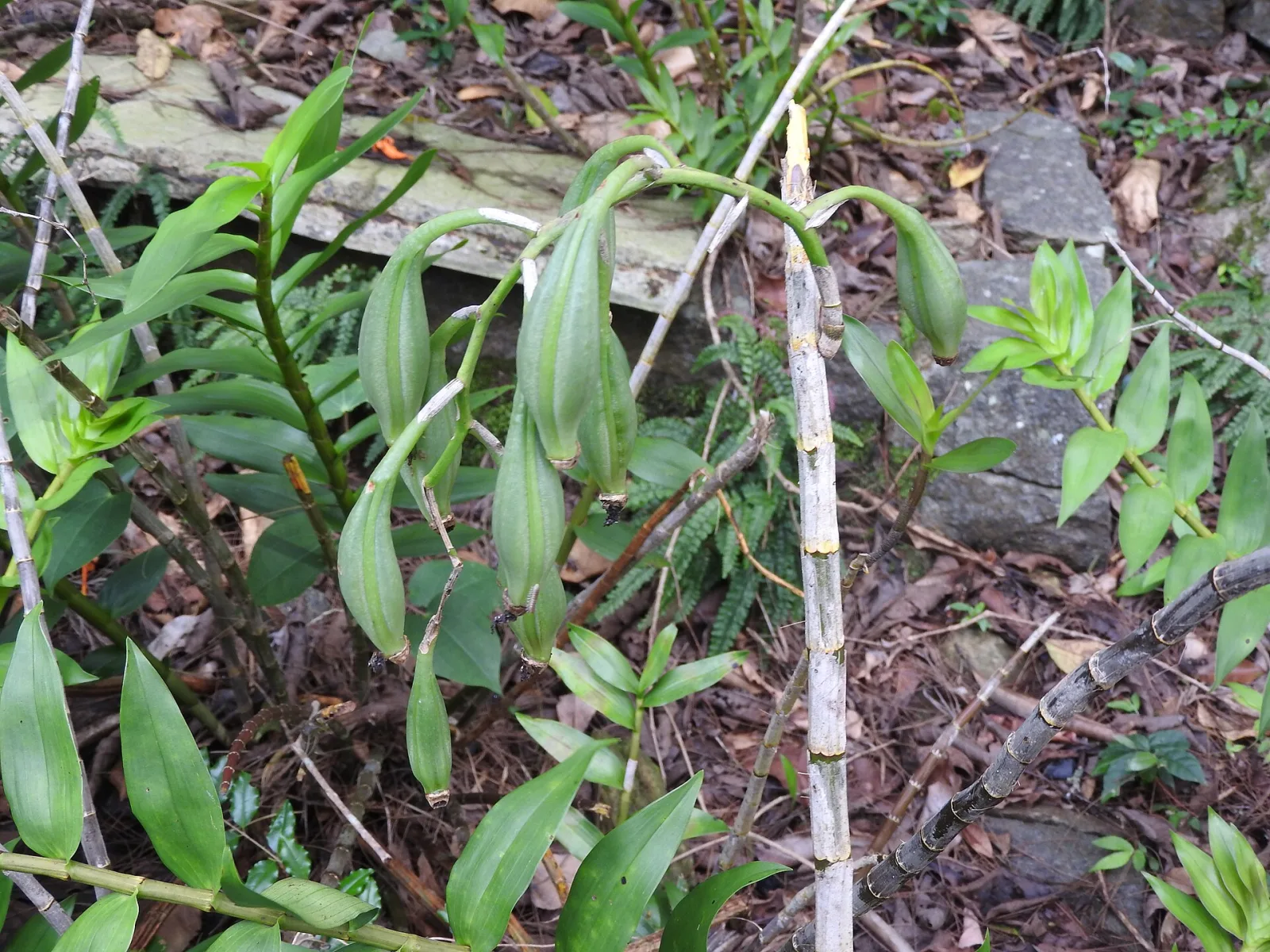 Dendrobium moschatum