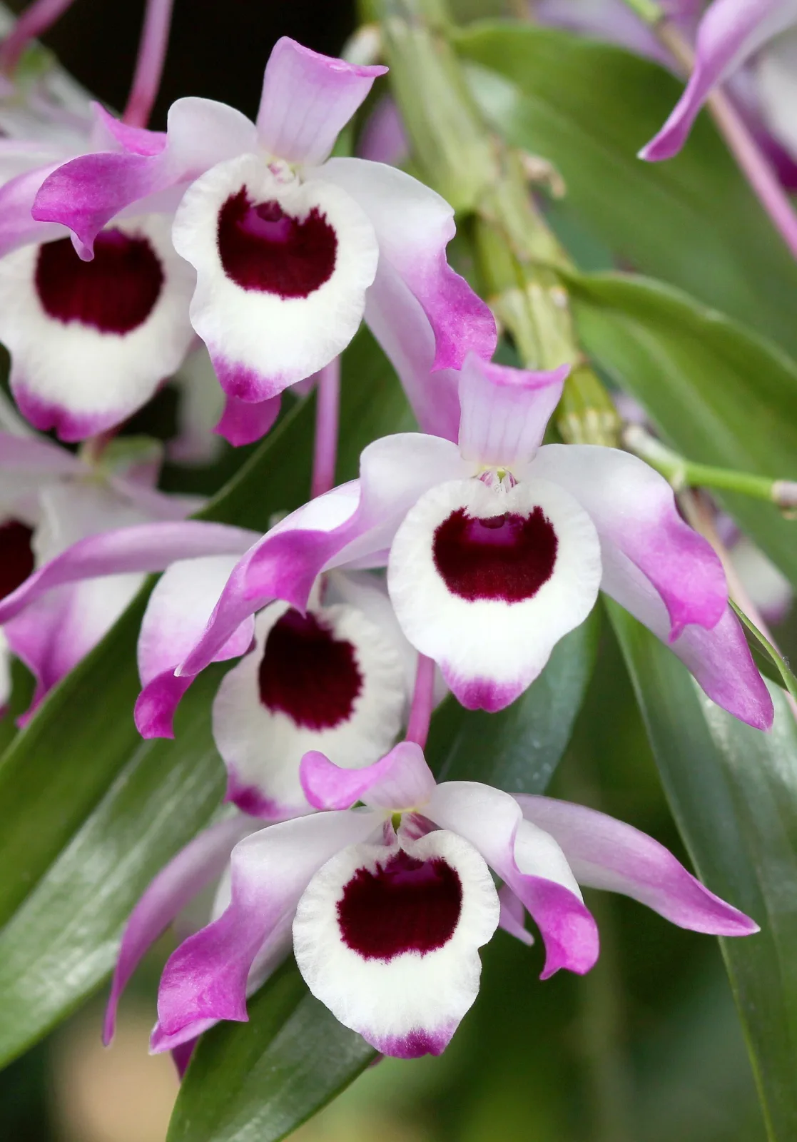 Dendrobium nobile