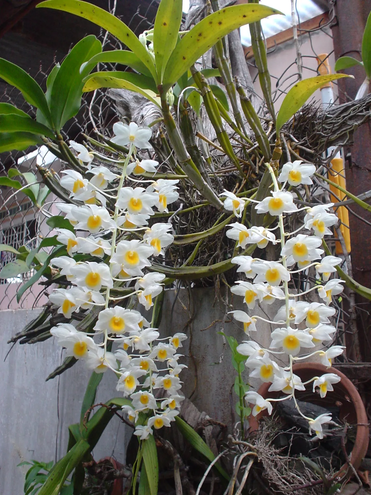Dendrobium palpebrae