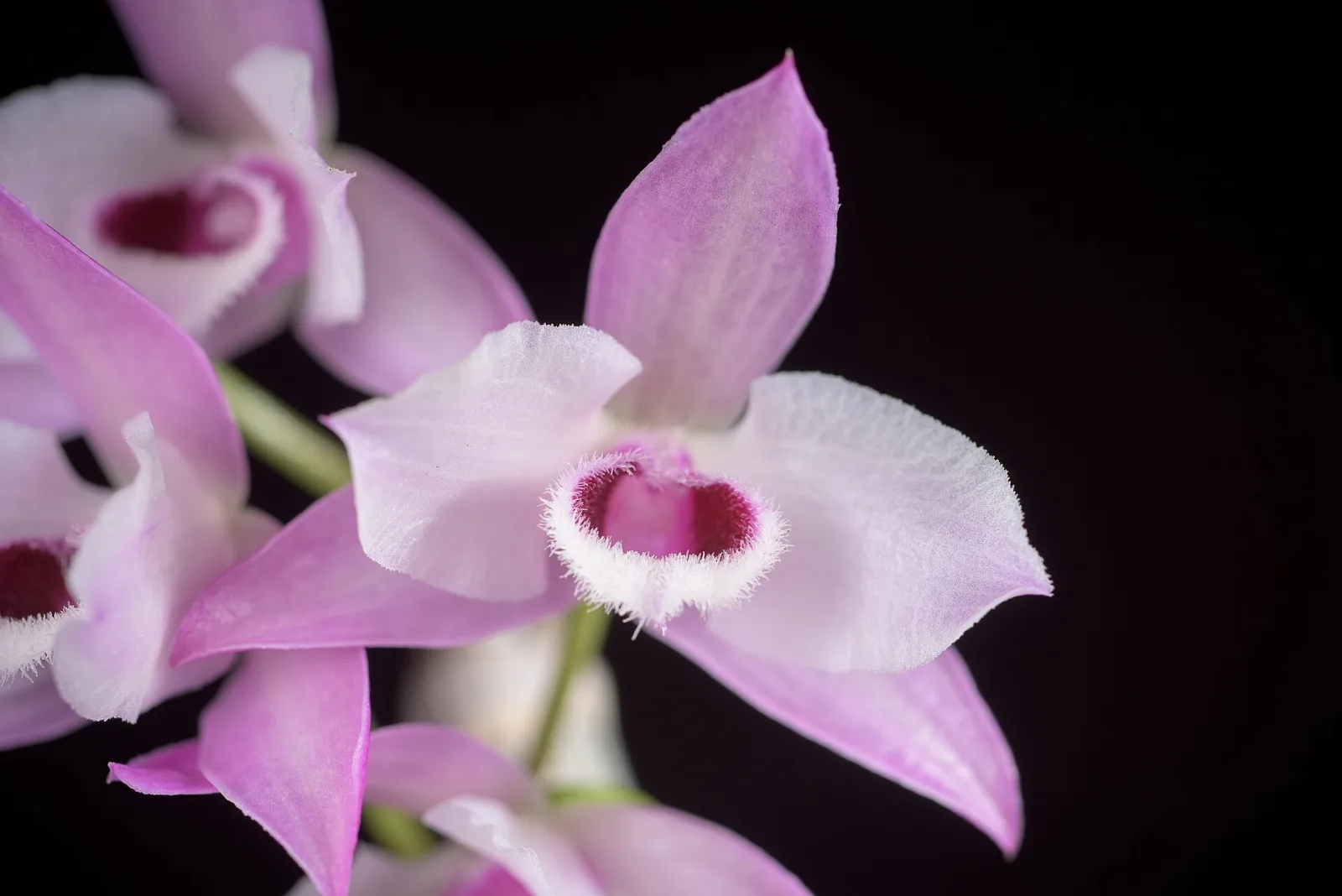 Dendrobium parishii