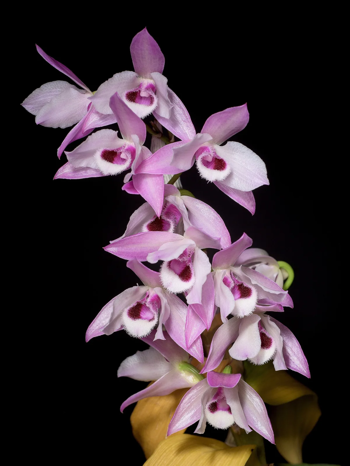 Dendrobium parishii
