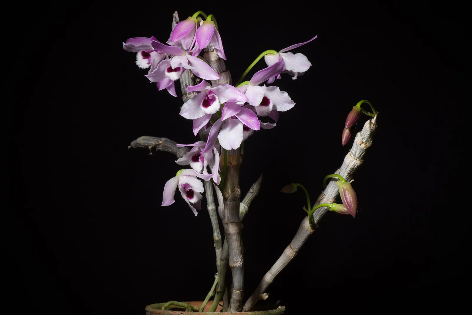 Dendrobium parishii