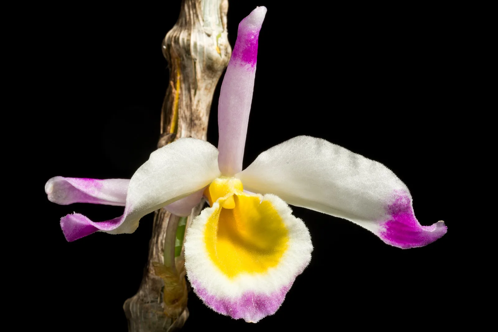 Dendrobium pendulum
