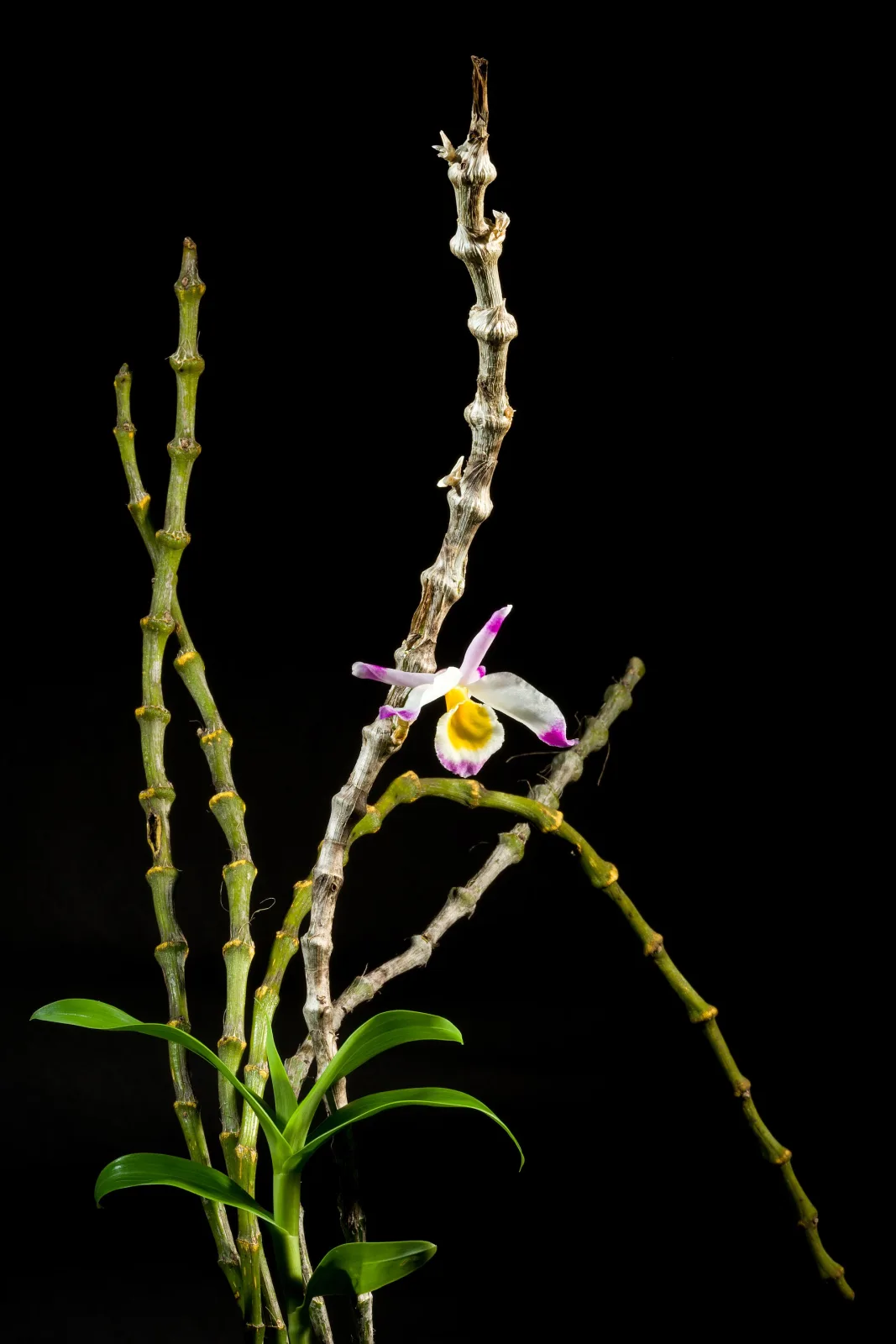Dendrobium pendulum