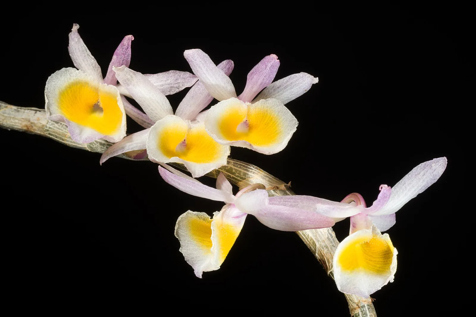 Dendrobium polyanthum