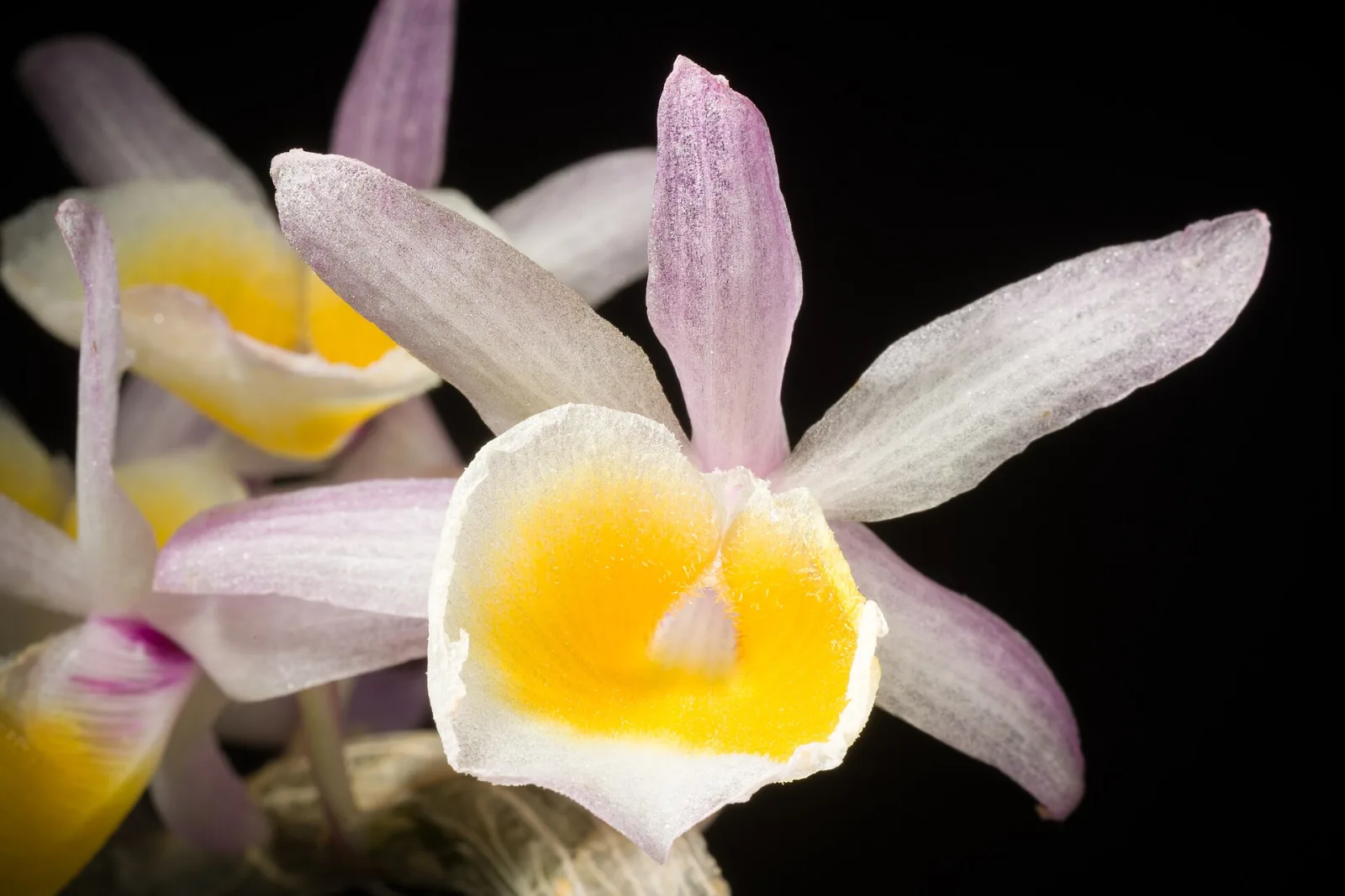 Dendrobium polyanthum