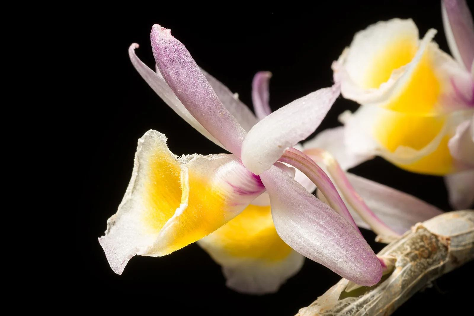 Dendrobium polyanthum