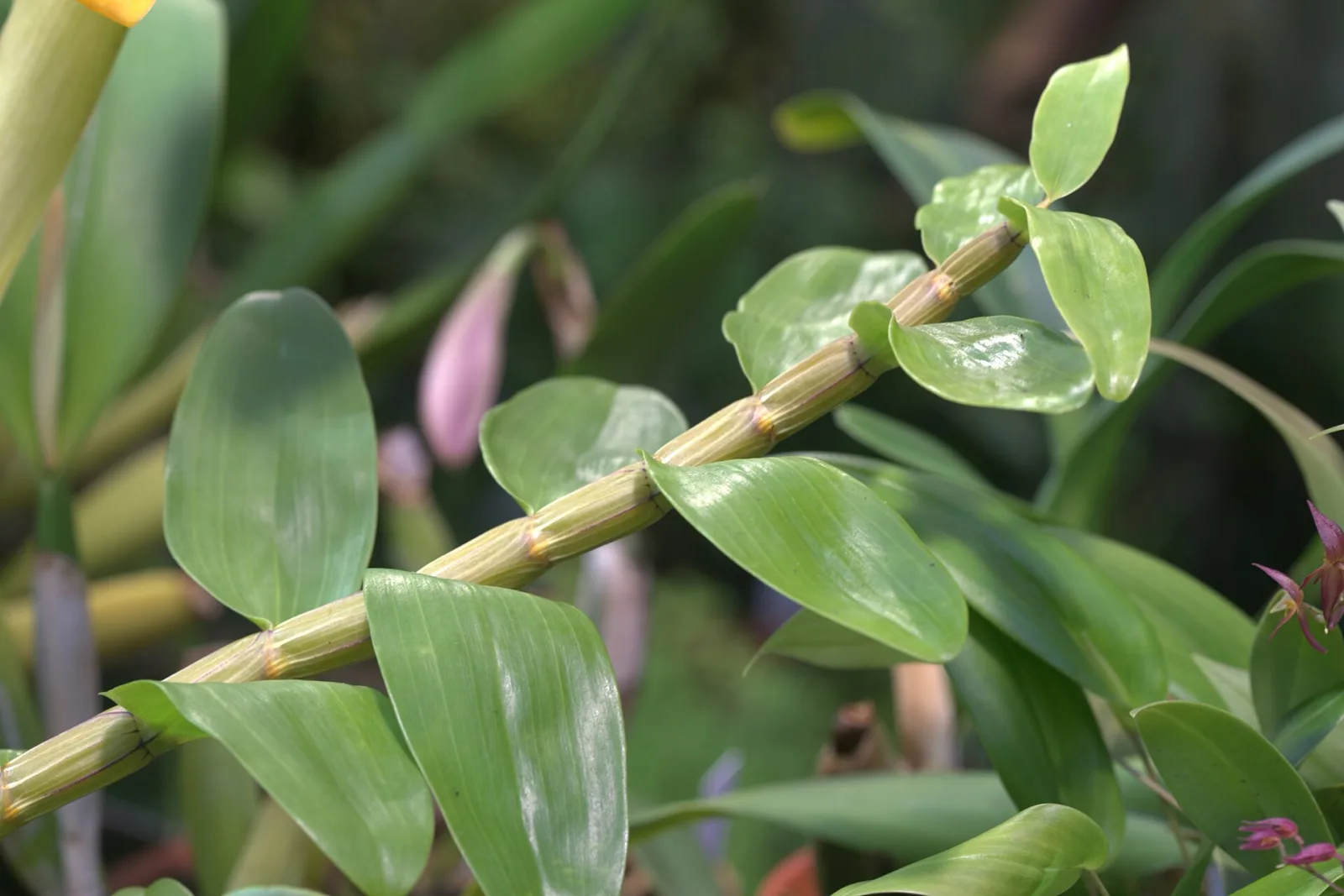 Dendrobium secundum