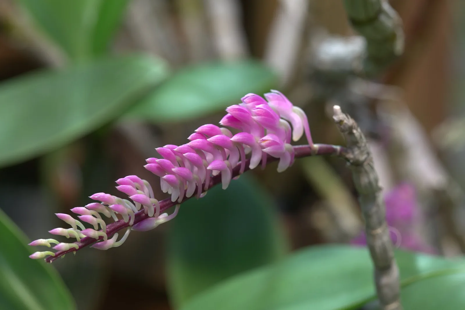 Dendrobium secundum