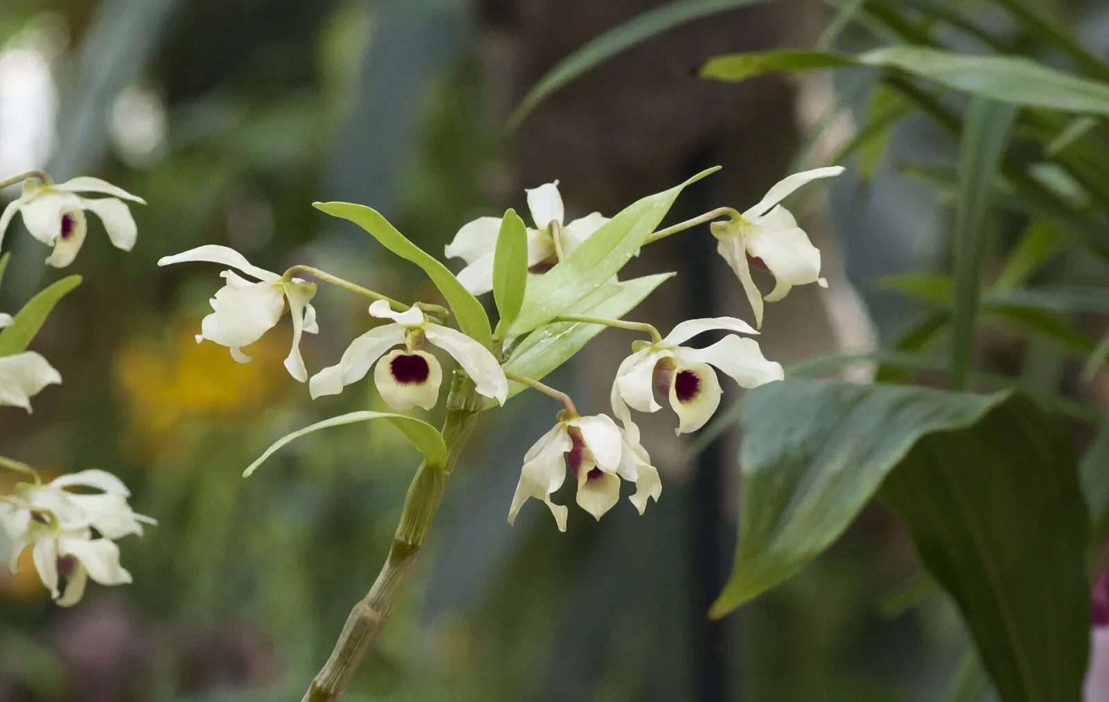 Dendrobium signatum