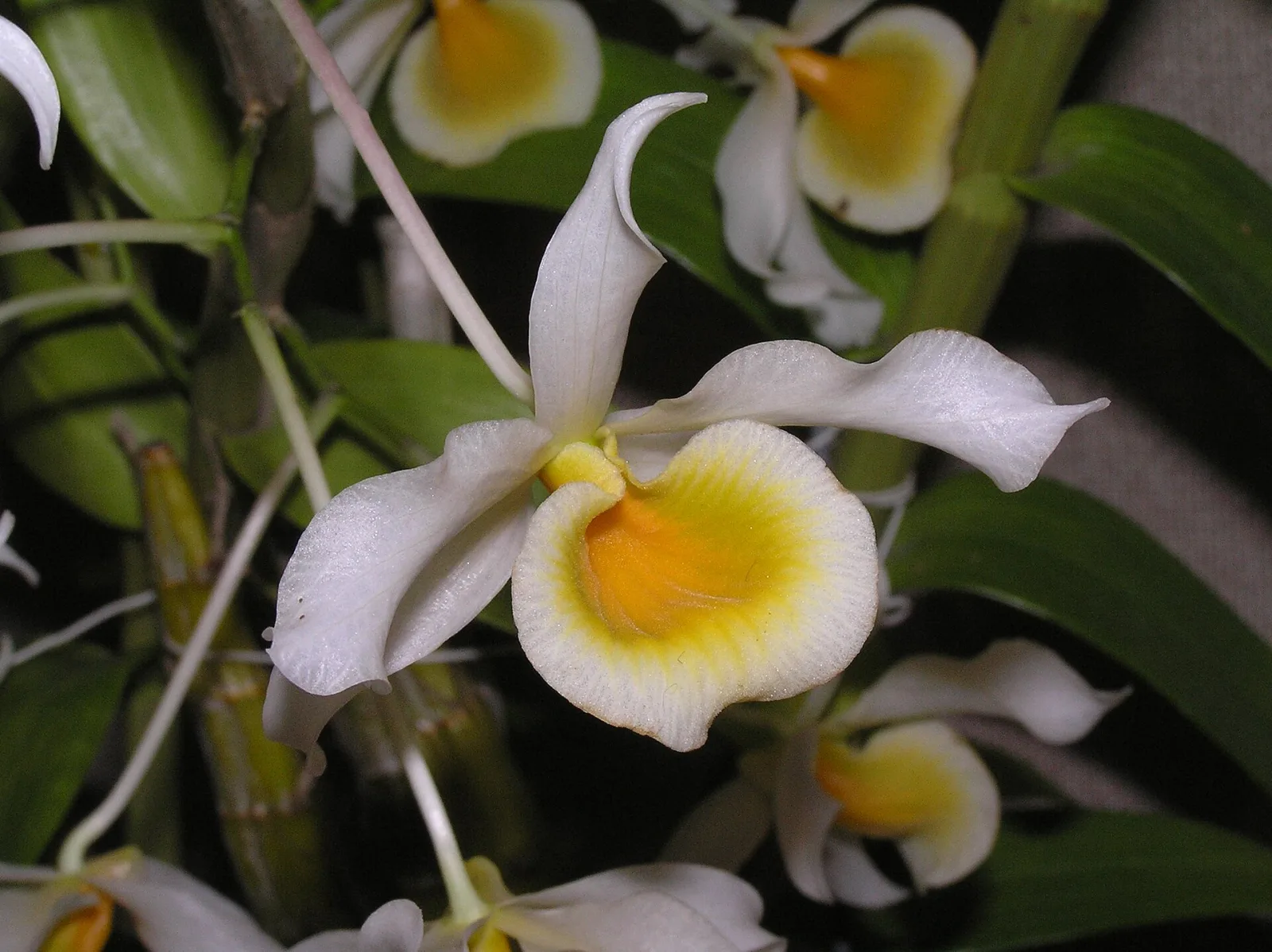 Dendrobium signatum
