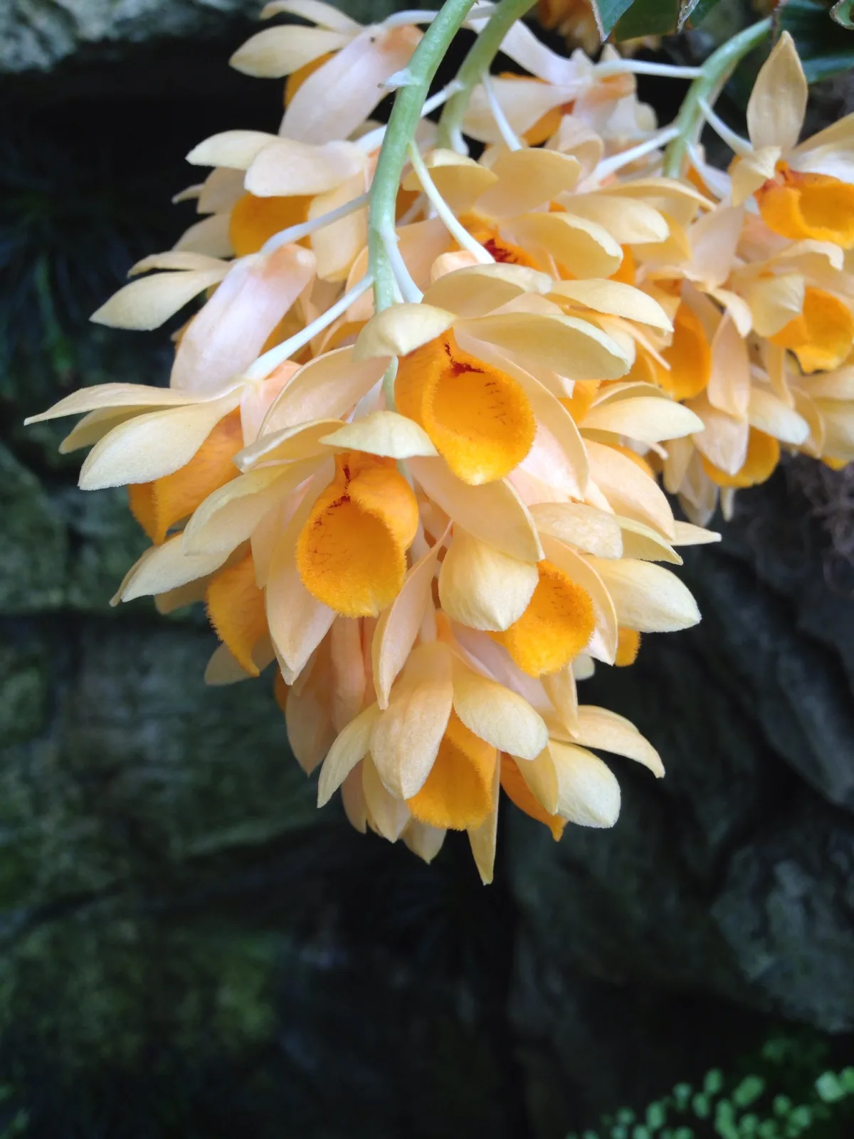 Dendrobium sulcatum