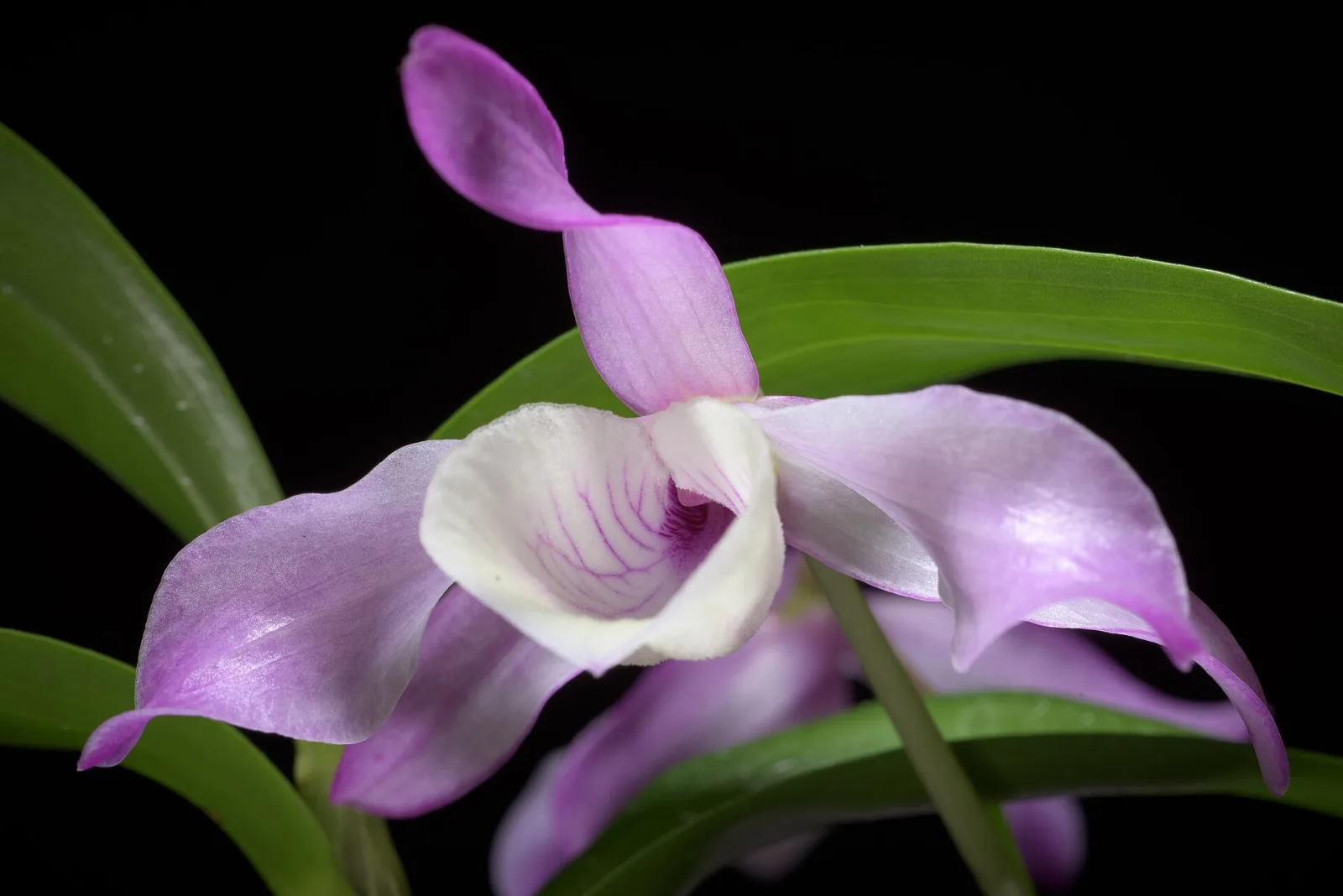 Dendrobium tortile