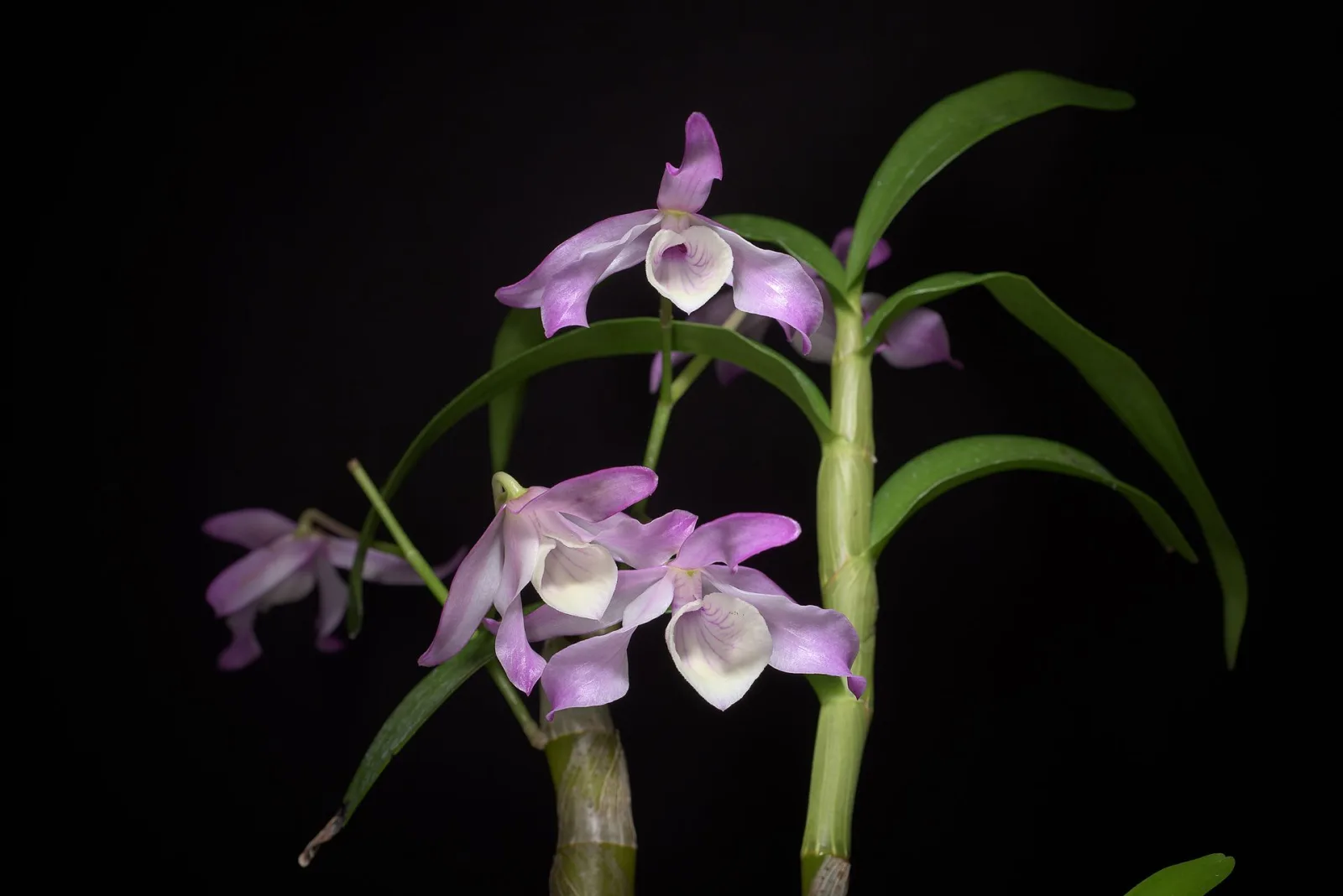 Dendrobium tortile