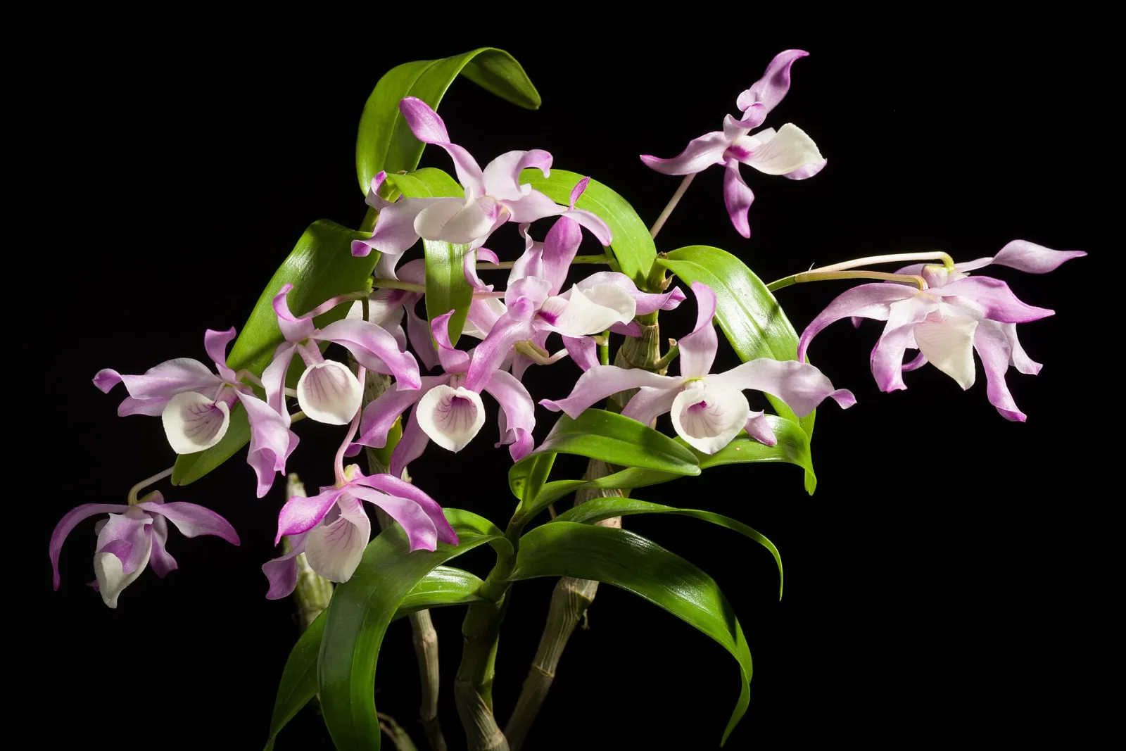 Dendrobium tortile