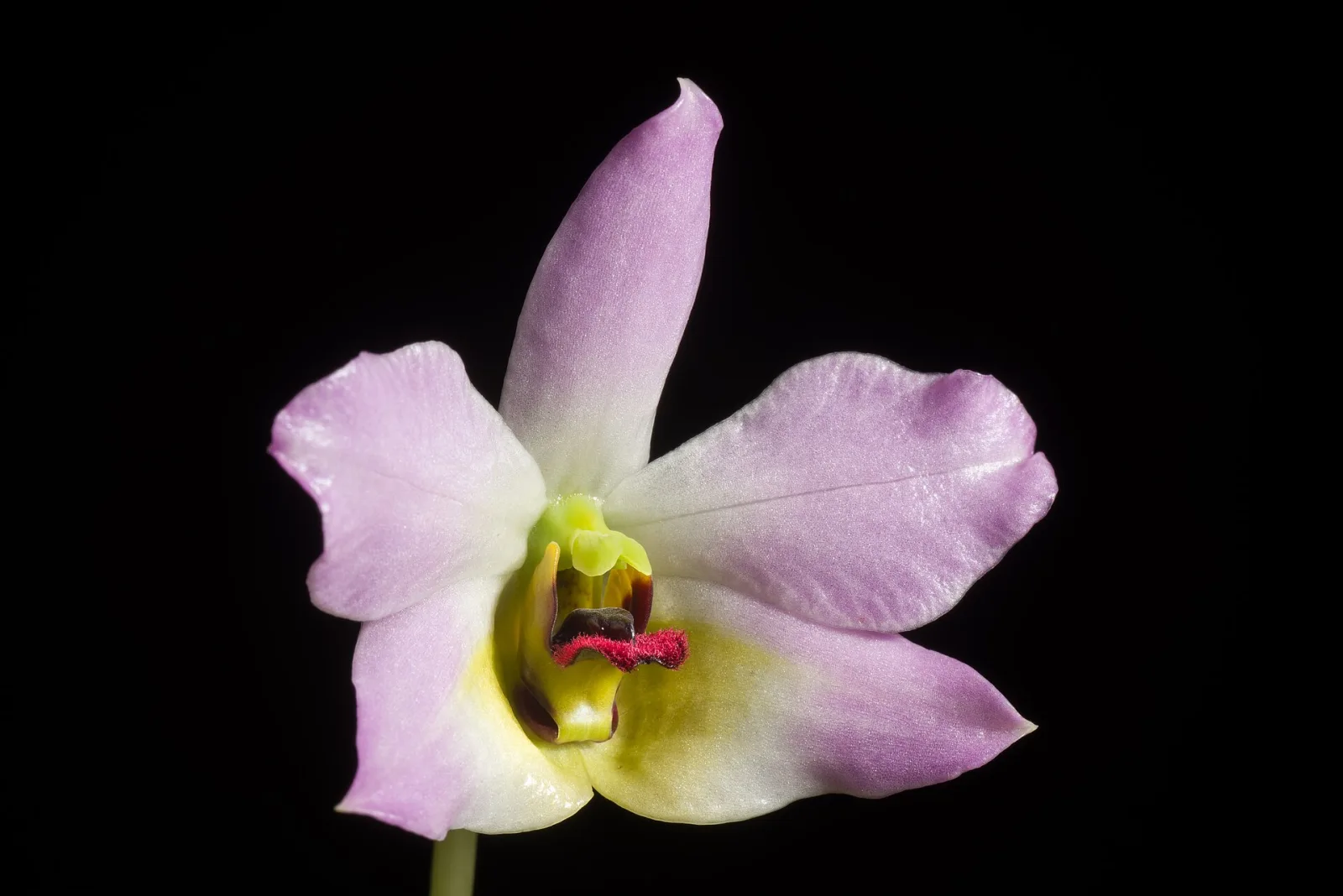 Dendrobium trantuanii