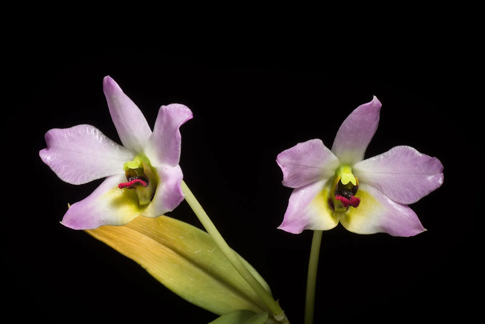 Dendrobium trantuanii