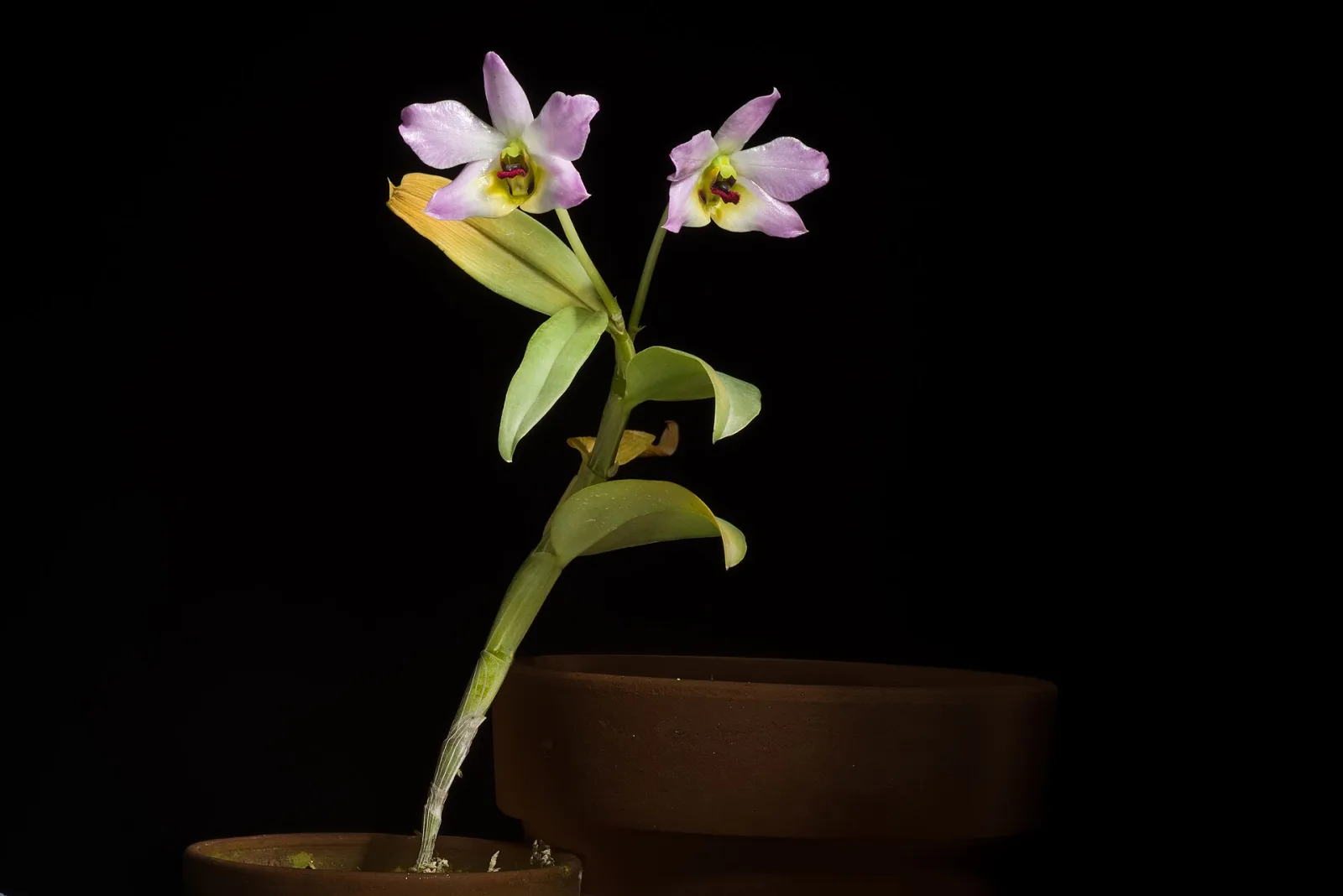 Dendrobium trantuanii