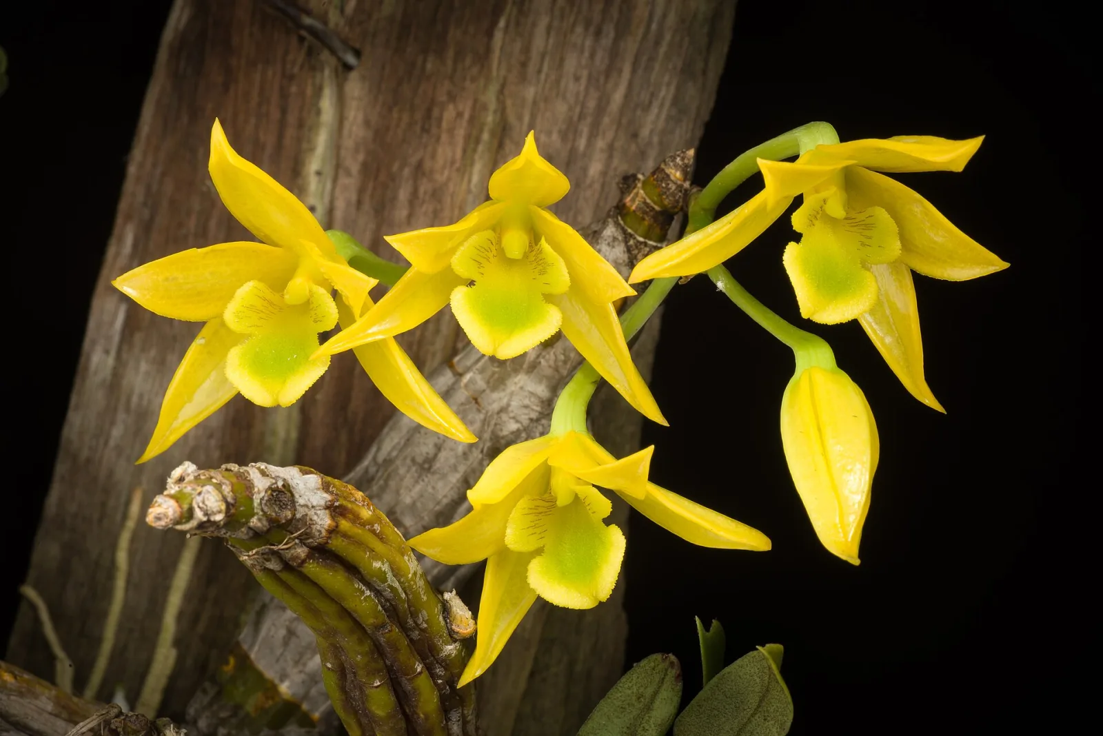Dendrobium trigonopus