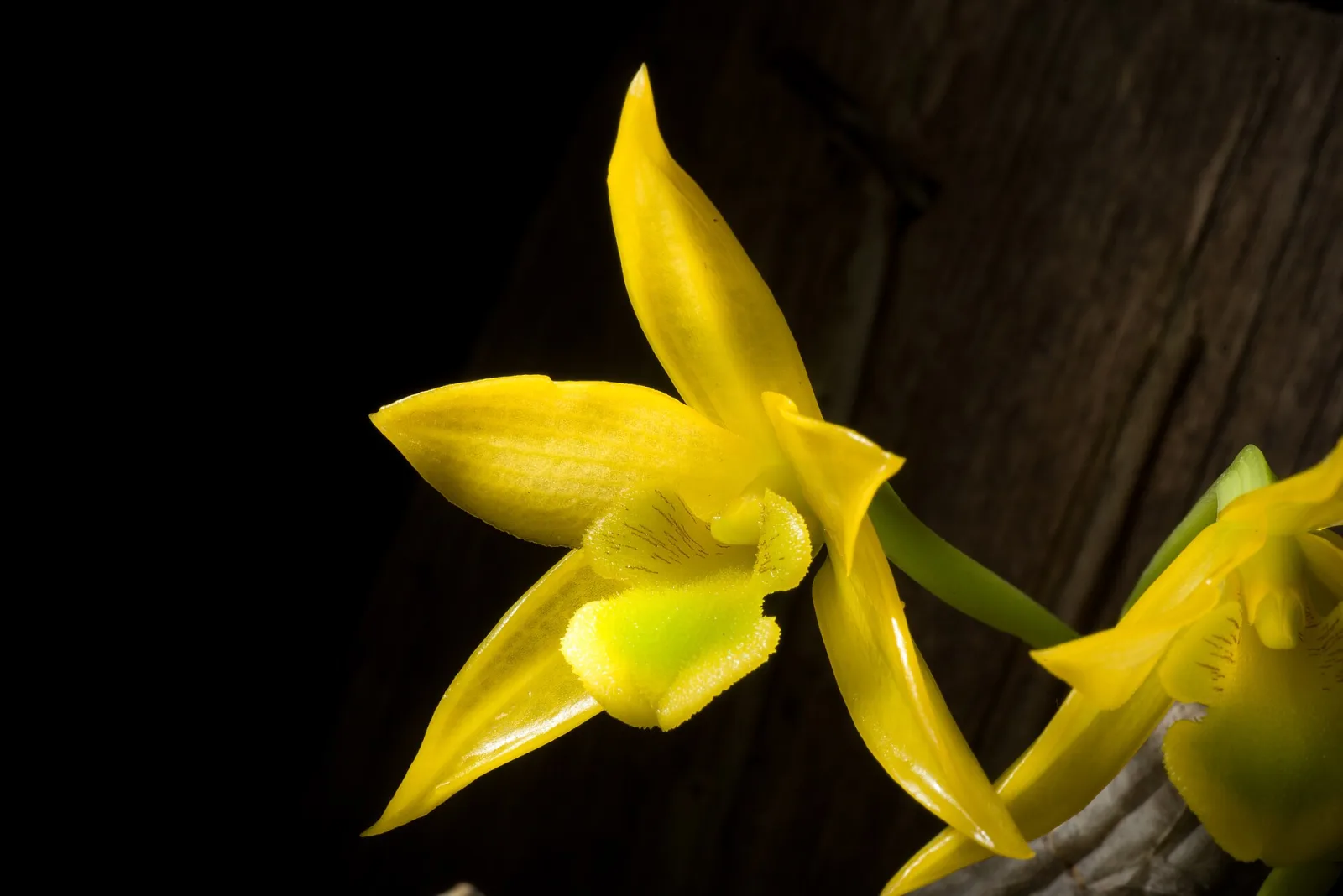 Dendrobium trigonopus