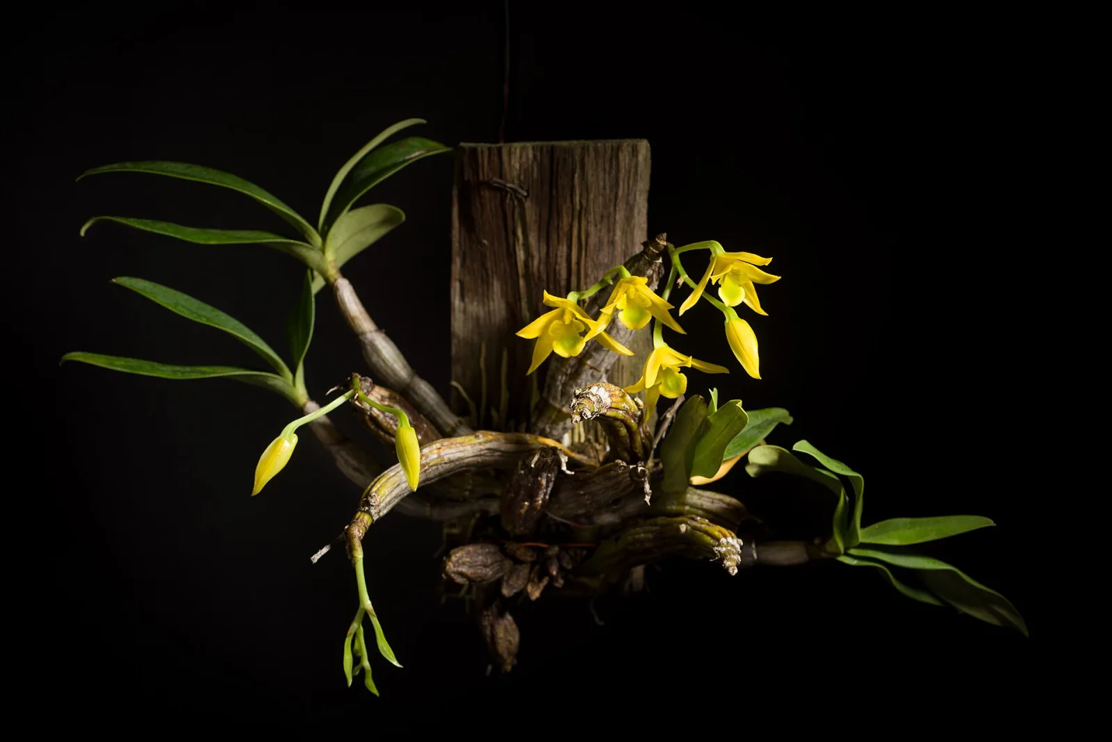 Dendrobium trigonopus